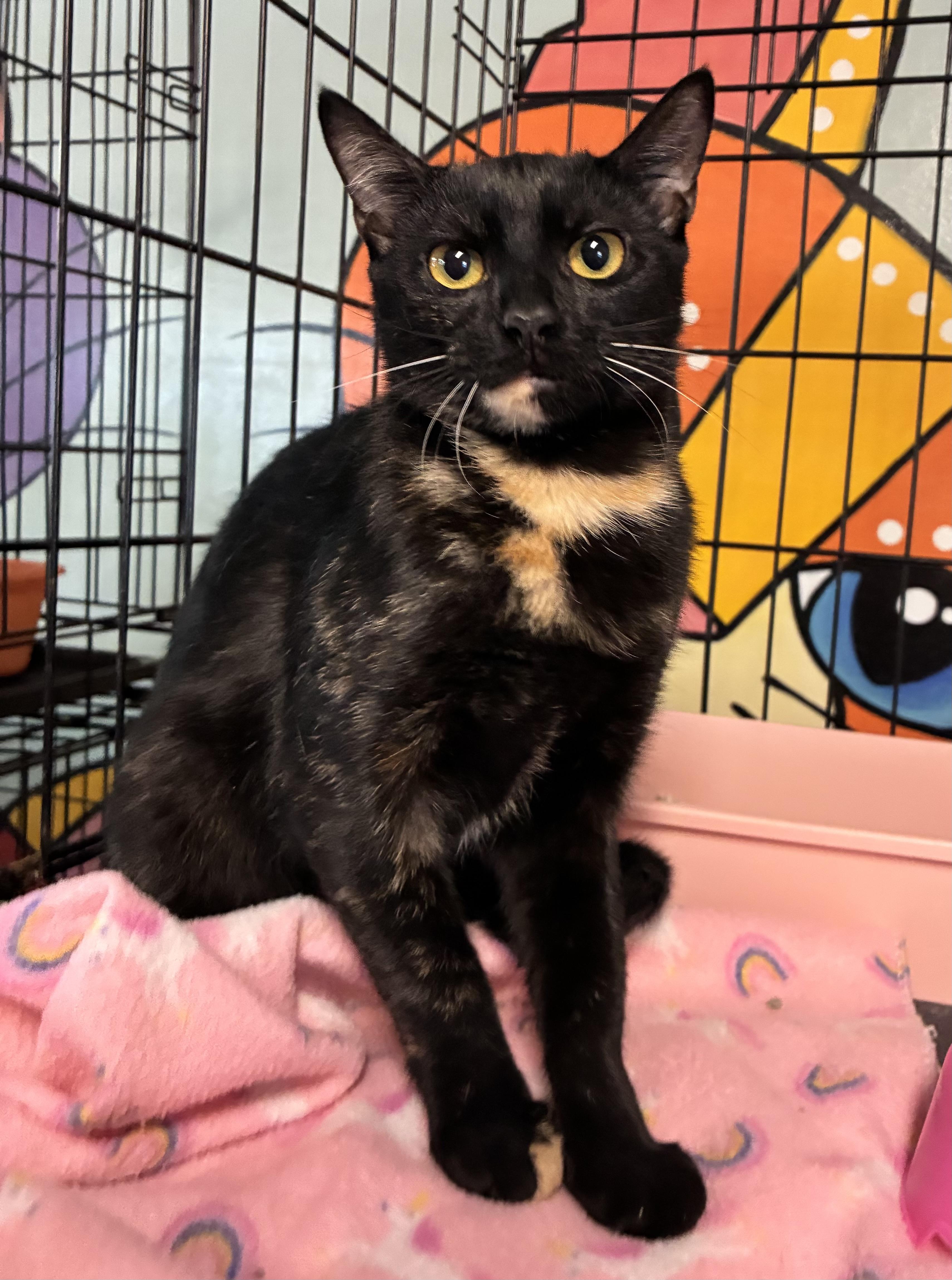 Enlarge Miss Frizzle, a Adoptable Domestic Short Hair in Breinigsville, PA image 1/2