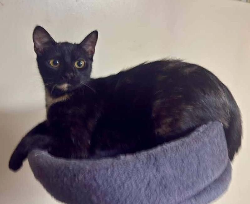 Enlarge Miss Frizzle, a Adoptable Domestic Short Hair in Breinigsville, PA image 2/2