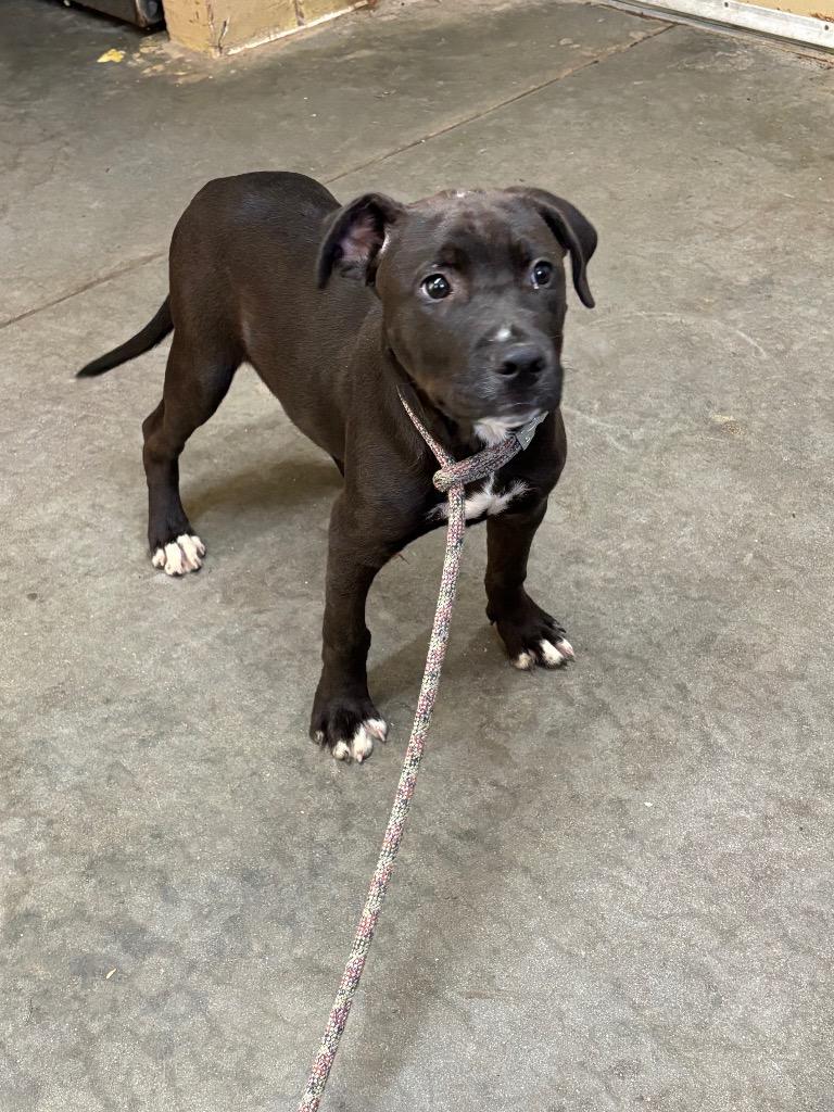 Enlarge Diablo, a Adoptable Pit Bull Terrier in Swainsboro, GA image 1/1