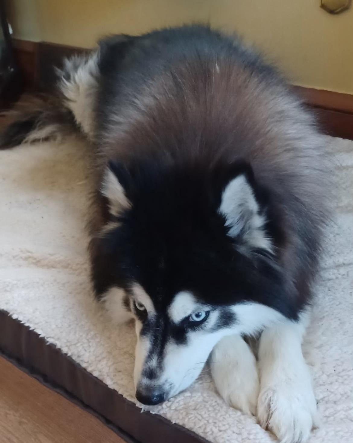 Thor, ADOPTABLE, Adult Male Husky.