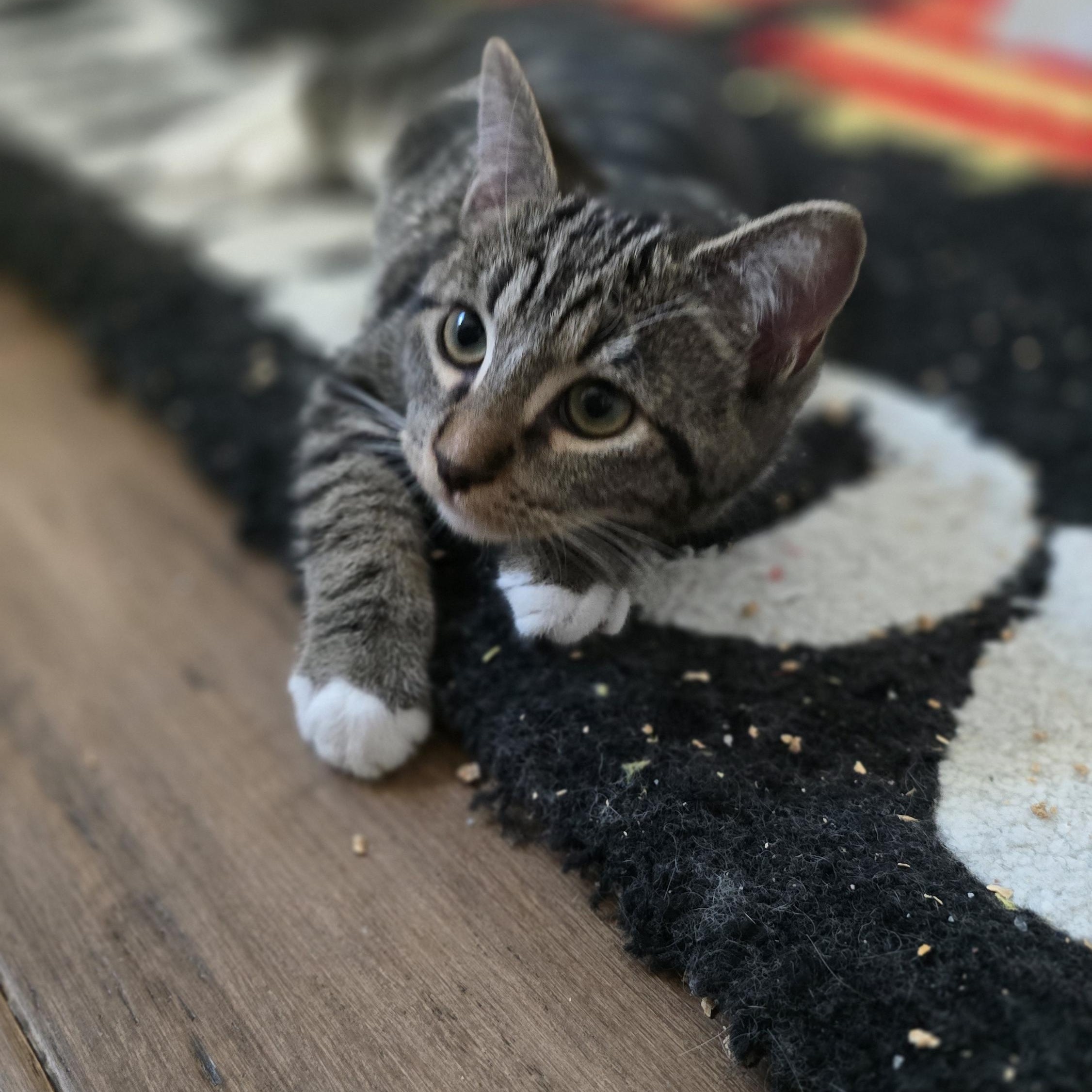 Vivi, ADOPTABLE, Kitten Female Domestic Short Hair & Tabby.