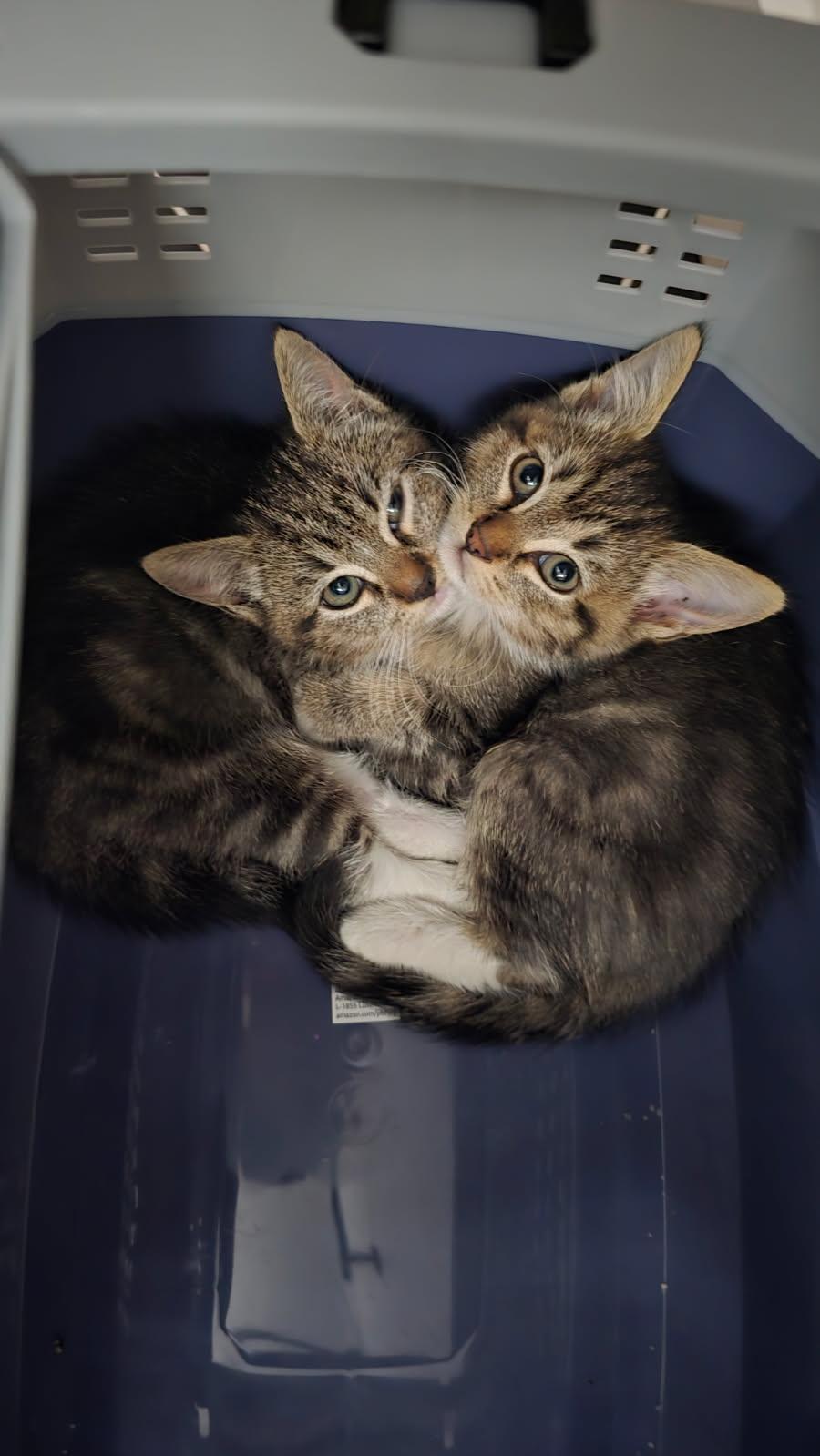 Vivi, ADOPTABLE, Kitten Female Domestic Short Hair & Tabby.