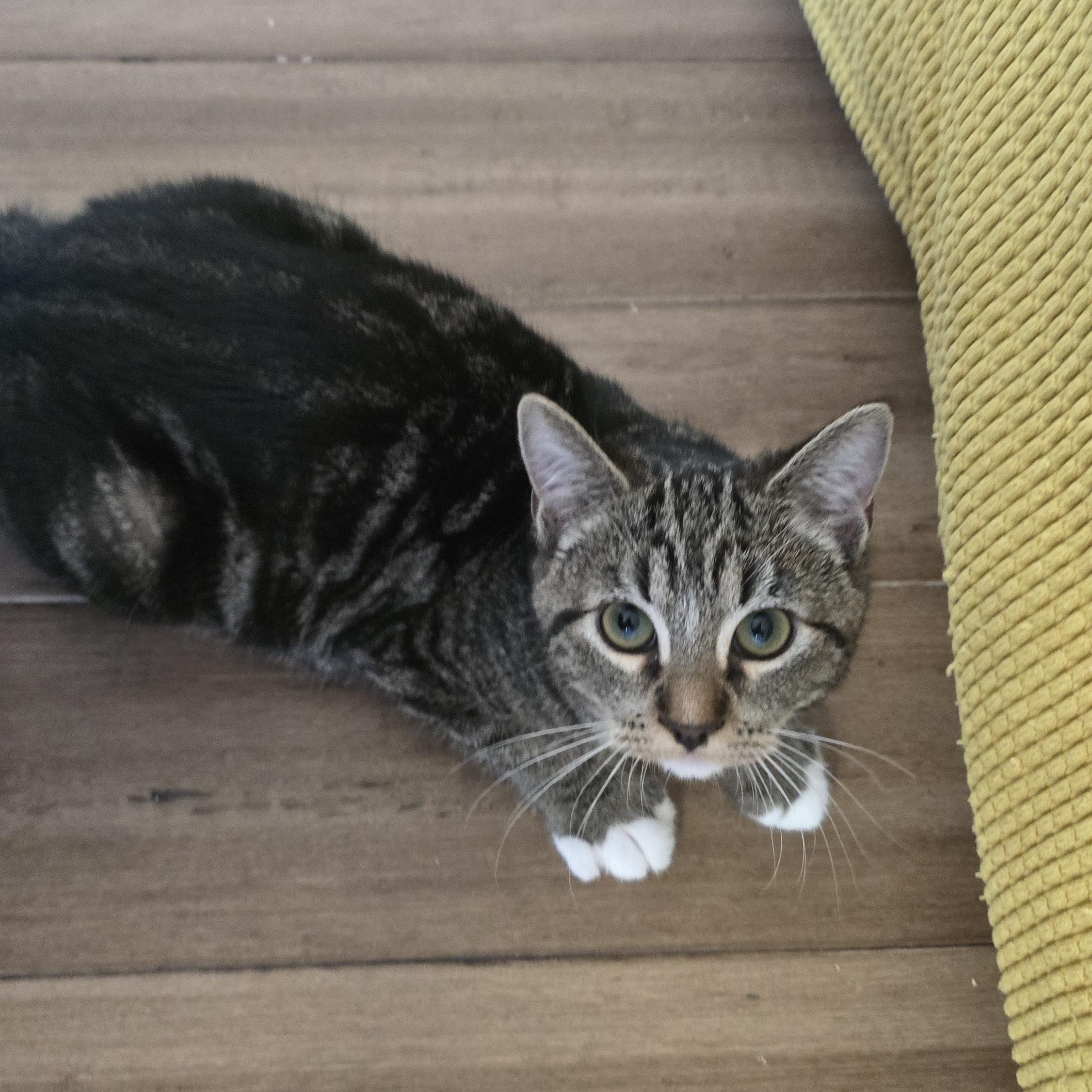 Enlarge Vivi, a ADOPTABLE mixed breed in Mission Hills, CA image 2/6