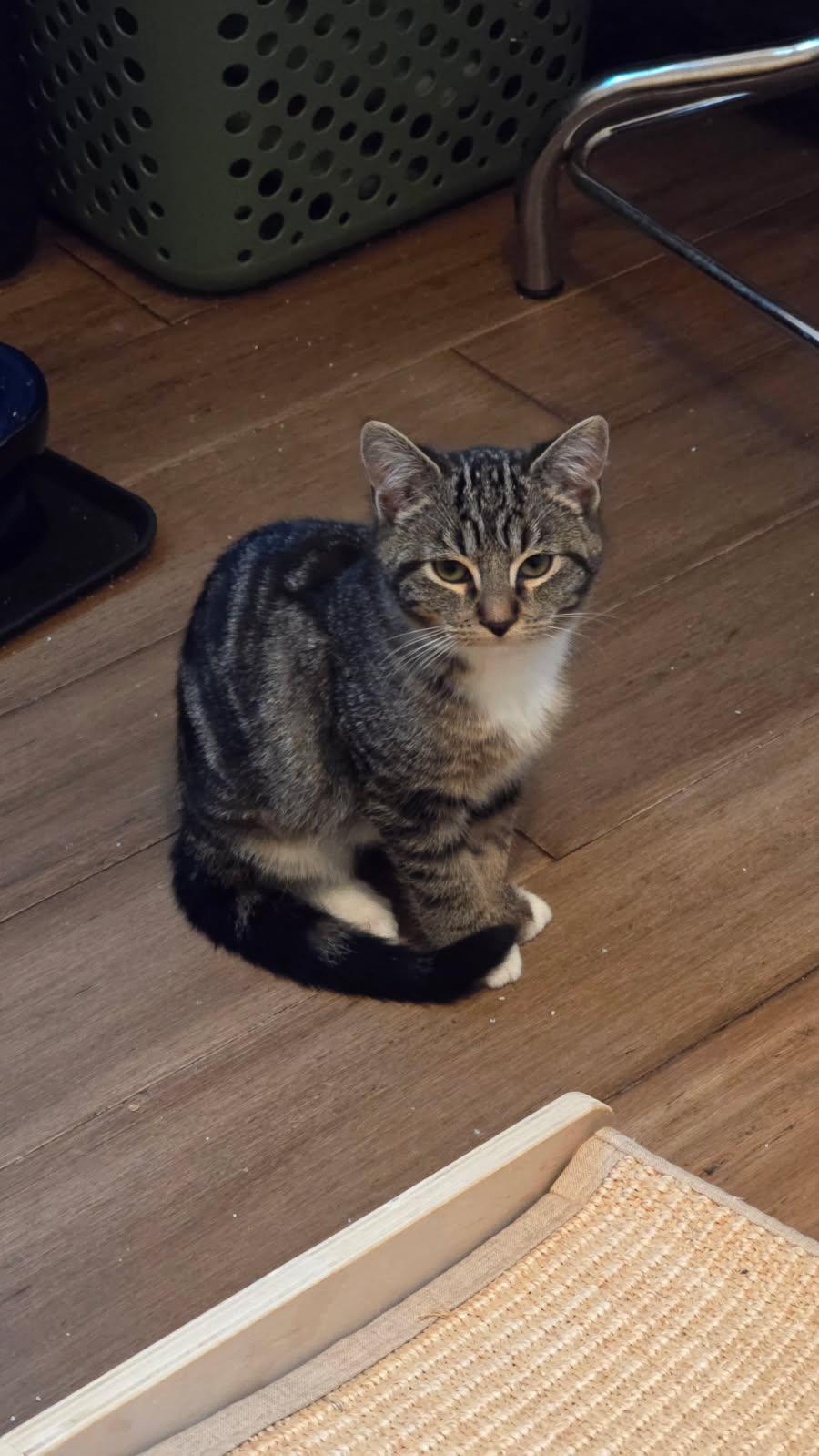 Vivi, a ADOPTABLE mixed breed in Mission Hills, CA image 2/4