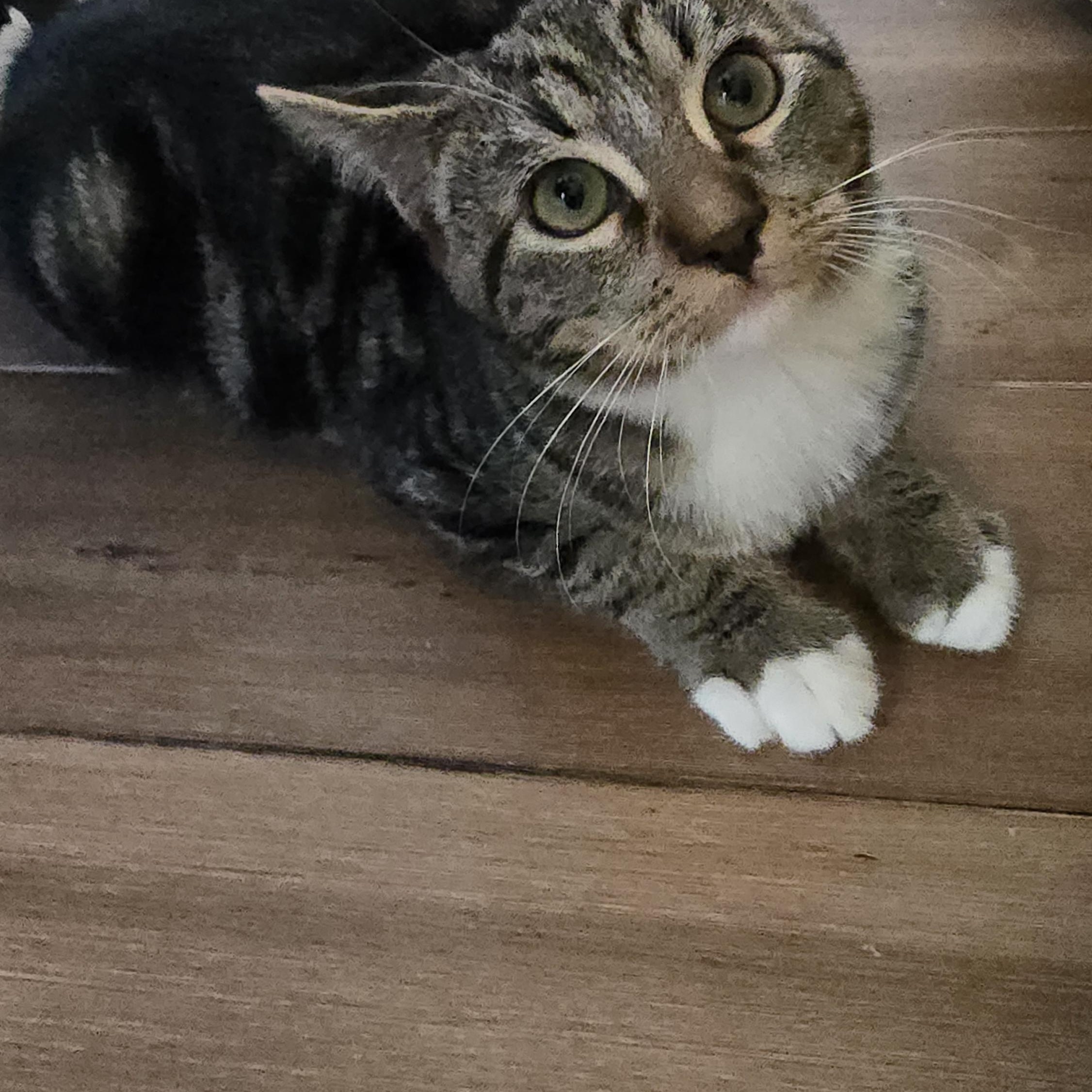 Enlarge Vivi, a ADOPTABLE mixed breed in Mission Hills, CA image 4/6