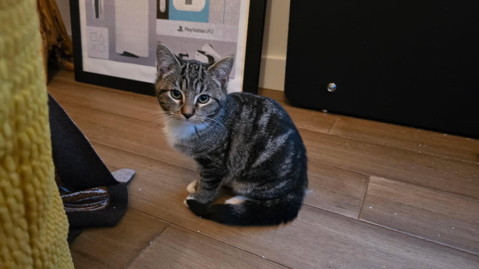 Vivi, a ADOPTABLE mixed breed in Mission Hills, CA image 3/4