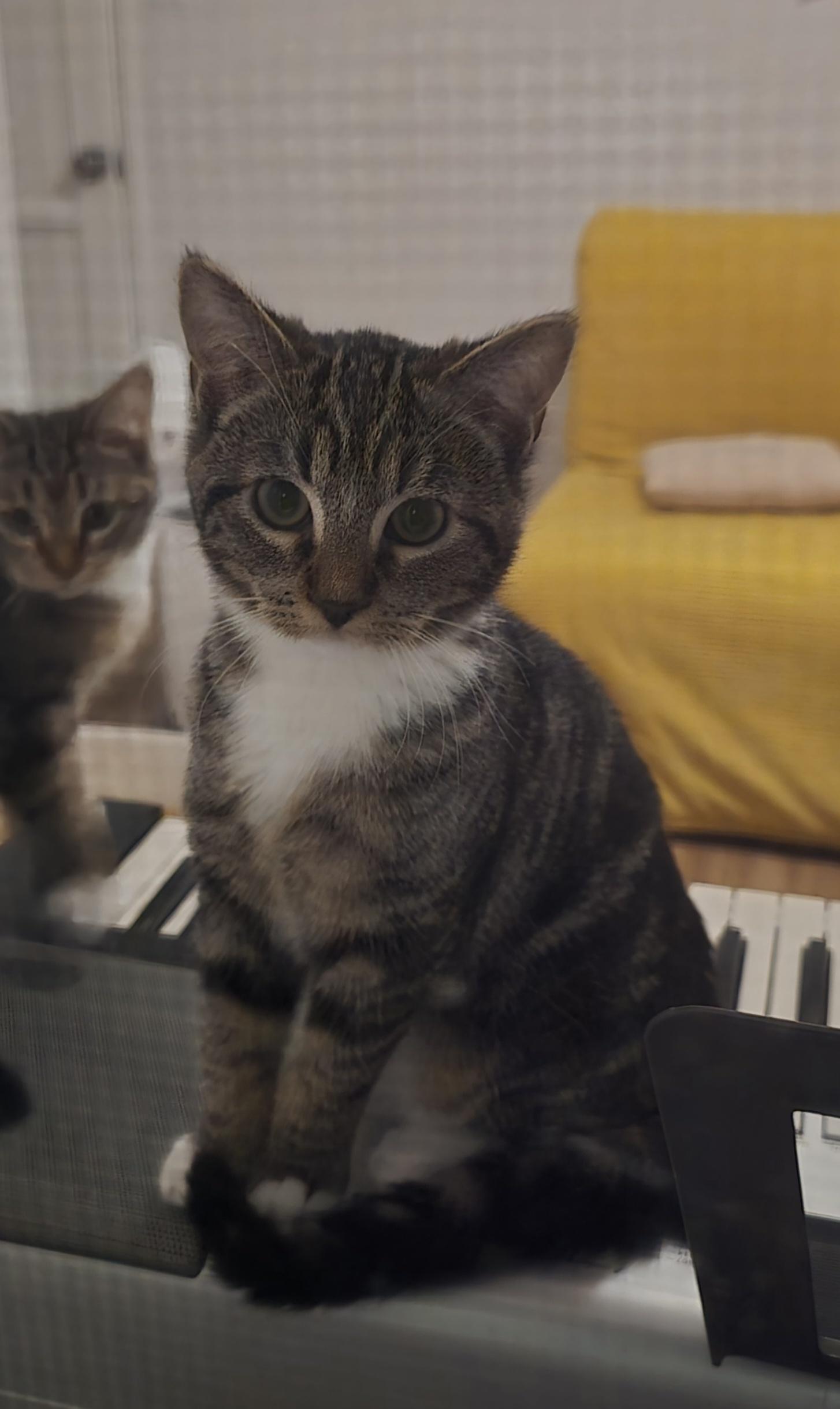 Enlarge Vivi, a ADOPTABLE mixed breed in Mission Hills, CA image 5/6