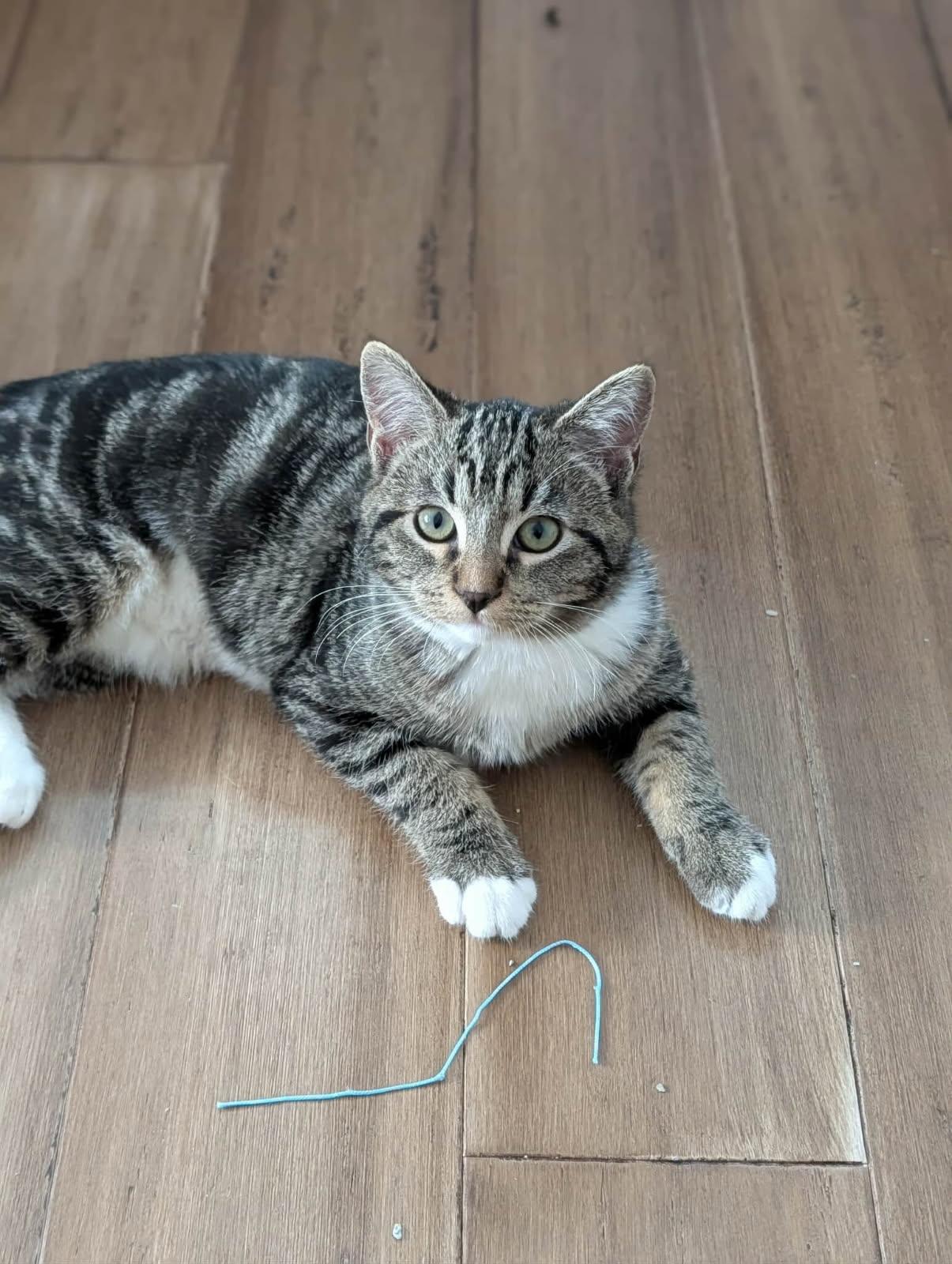 Vivi, a ADOPTABLE mixed breed in Mission Hills, CA image 4/4