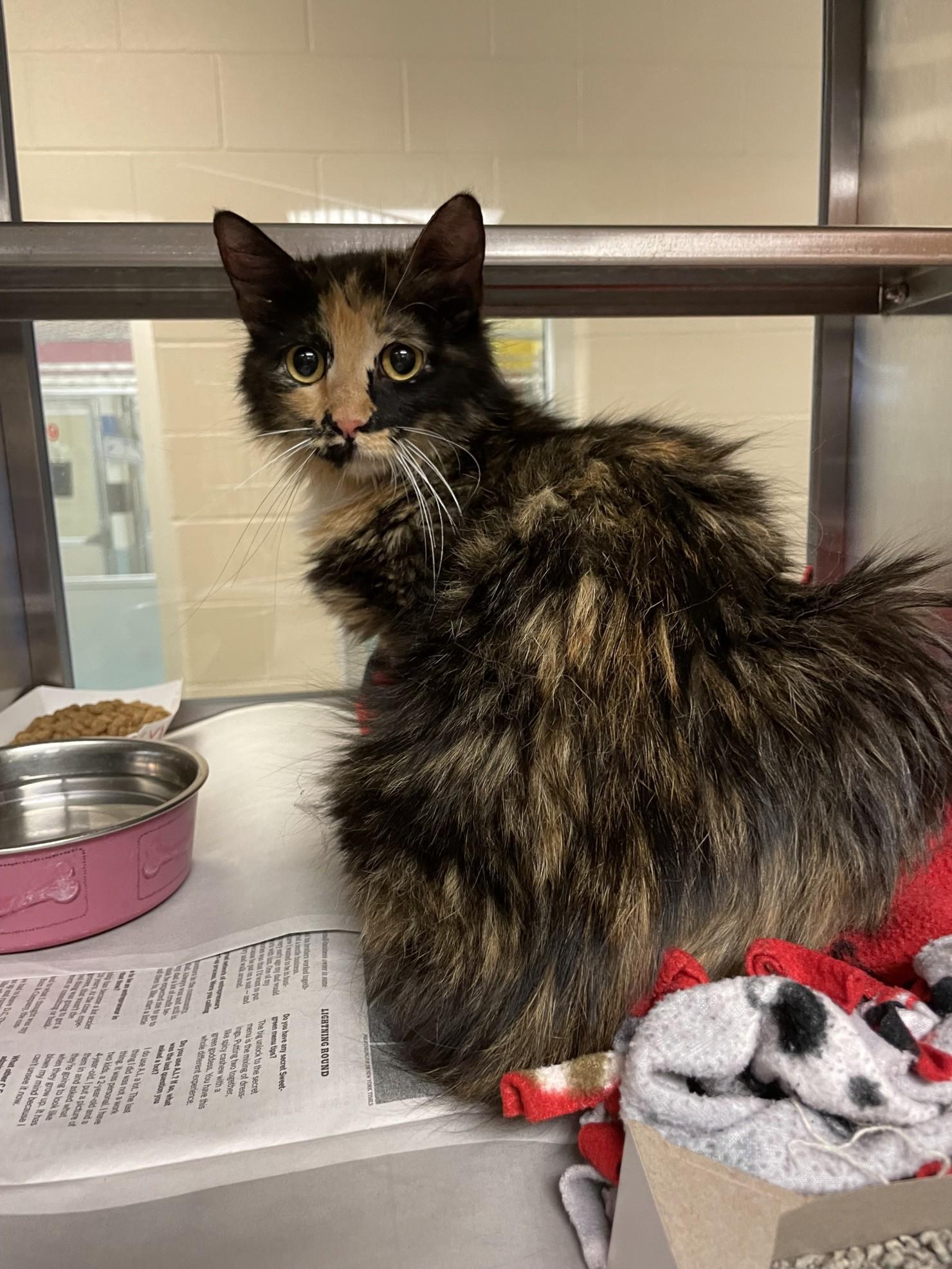 Carly A211472, Adult Female Tortoiseshell