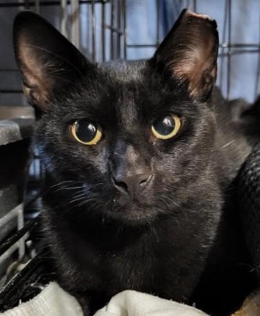 Enlarge Saturn Eden - must have friendly cat buddy, a Adoptable Domestic Short Hair in Hudson, MA image 1/3