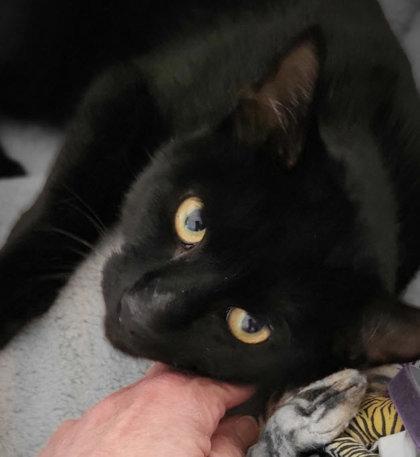 Enlarge Saturn Eden - must have friendly cat buddy, a Adoptable Domestic Short Hair in Hudson, MA image 2/3