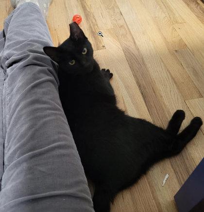 Enlarge Saturn Eden - must have friendly cat buddy, a Adoptable Domestic Short Hair in Hudson, MA image 3/3