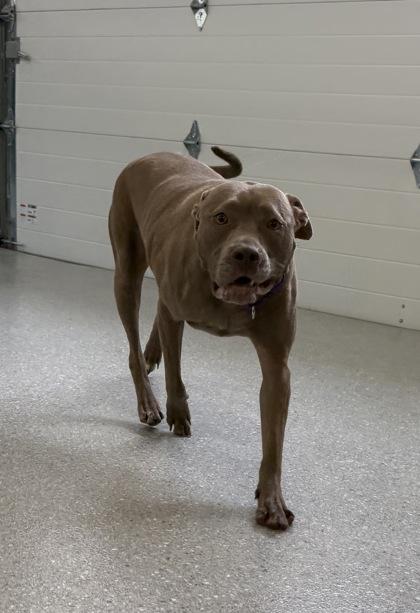 Stellaluna thumbnail 2