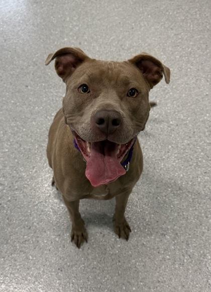 Stellaluna thumbnail 3