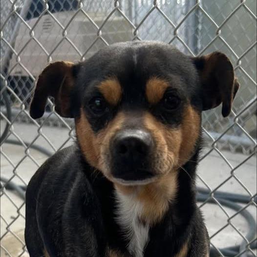 26-258, Adoptable, Adult Male Miniature Pinscher & Chihuahua.