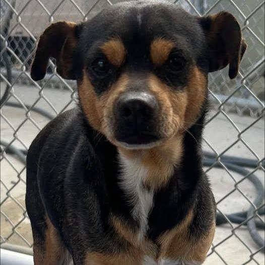 Enlarge 26-258, a Adoptable mixed breed in Los Banos, CA image 2/2