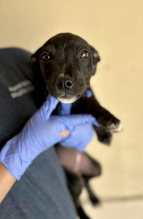 Peach, Adoptable, Puppy Female Pit Bull Terrier.