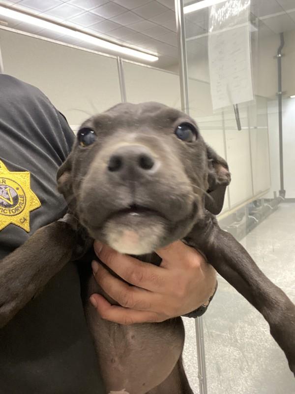 Enlarge Peach, a Adoptable mixed breed in Victorville, CA image 2/2