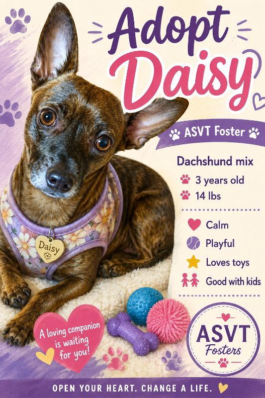 Enlarge Daisy, a Adoptable mixed breed in Montgomery, TX image 2/3