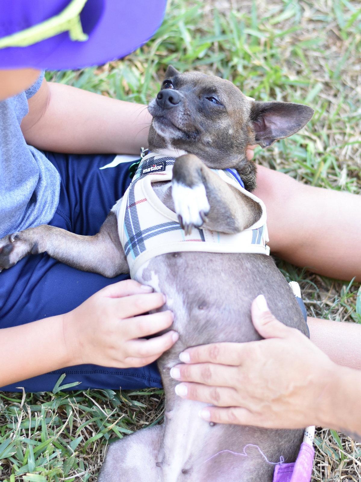 Enlarge Daisy, a Adoptable mixed breed in Montgomery, TX image 1/3
