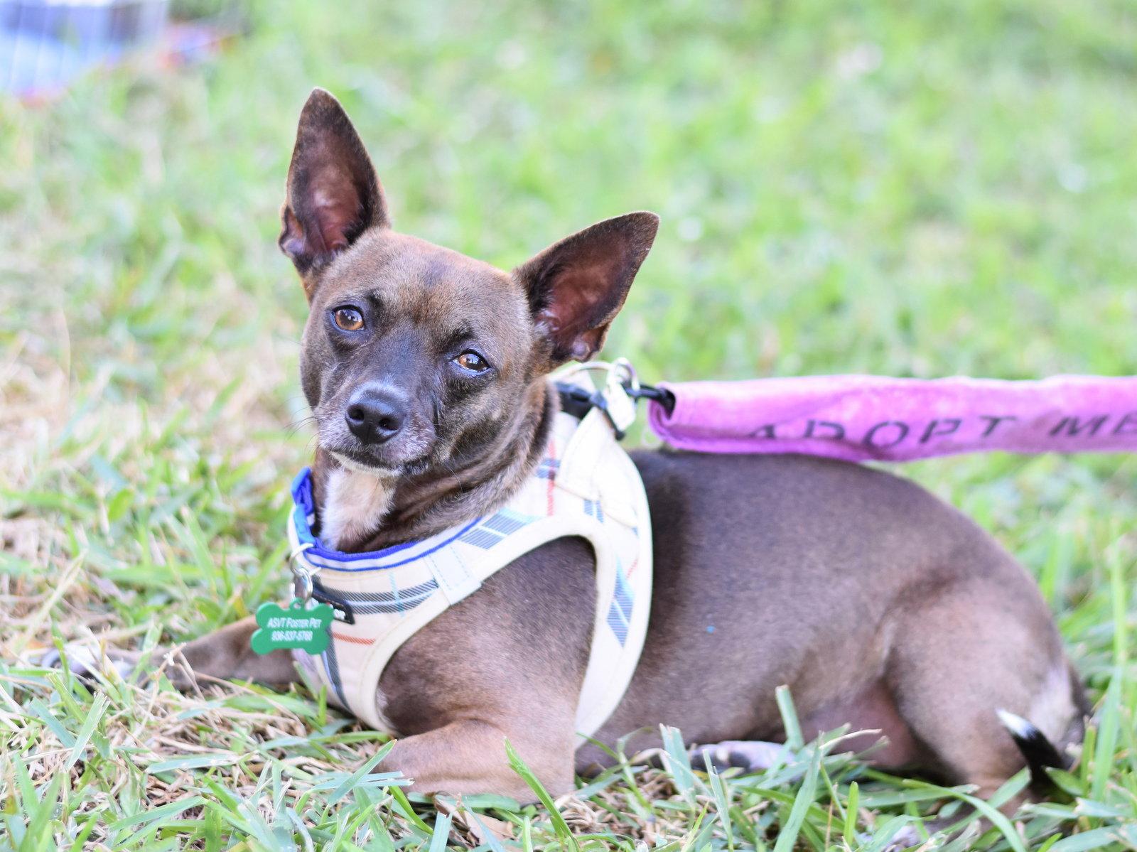 Enlarge Daisy, a Adoptable mixed breed in Montgomery, TX image 2/3