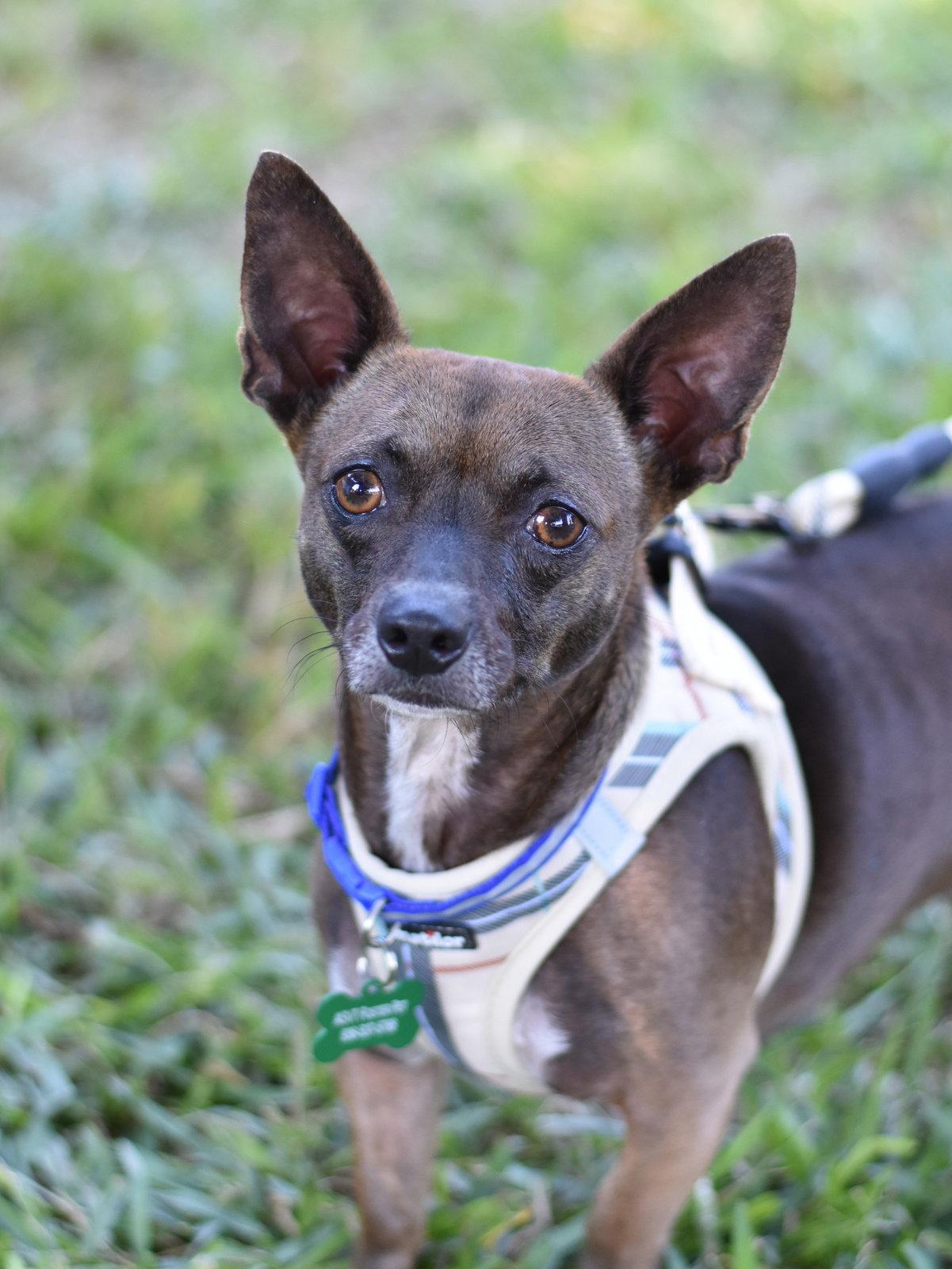 Enlarge Daisy, a Adoptable mixed breed in Montgomery, TX image 3/3