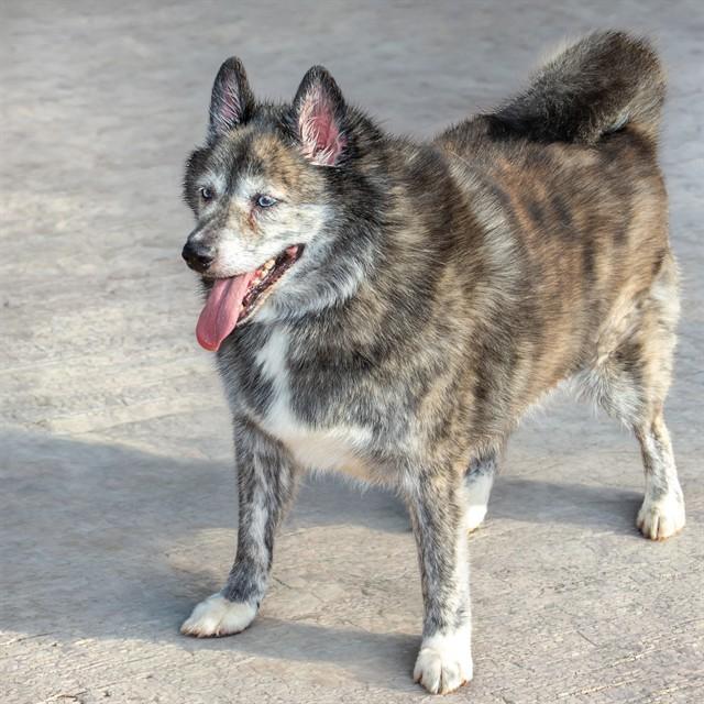 SMOKEY, Adoptable, Adult Male Siberian Husky & Pomeranian.