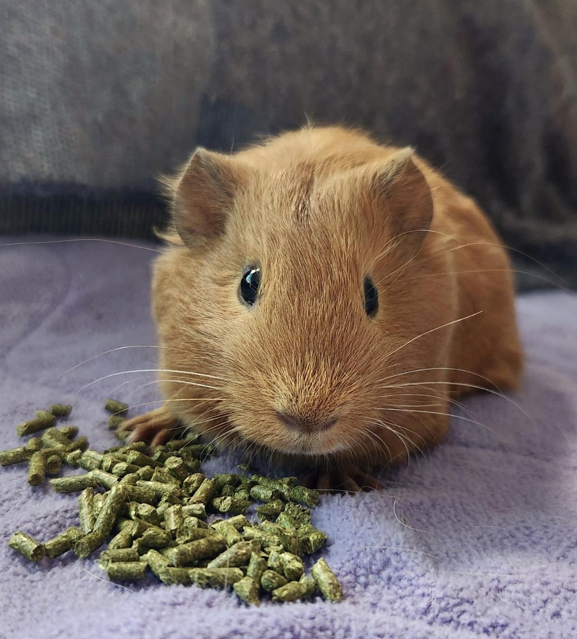 Clifford & Norman BONDED, an adoptable Guinea Pig in Minneapolis, MN image 2/5