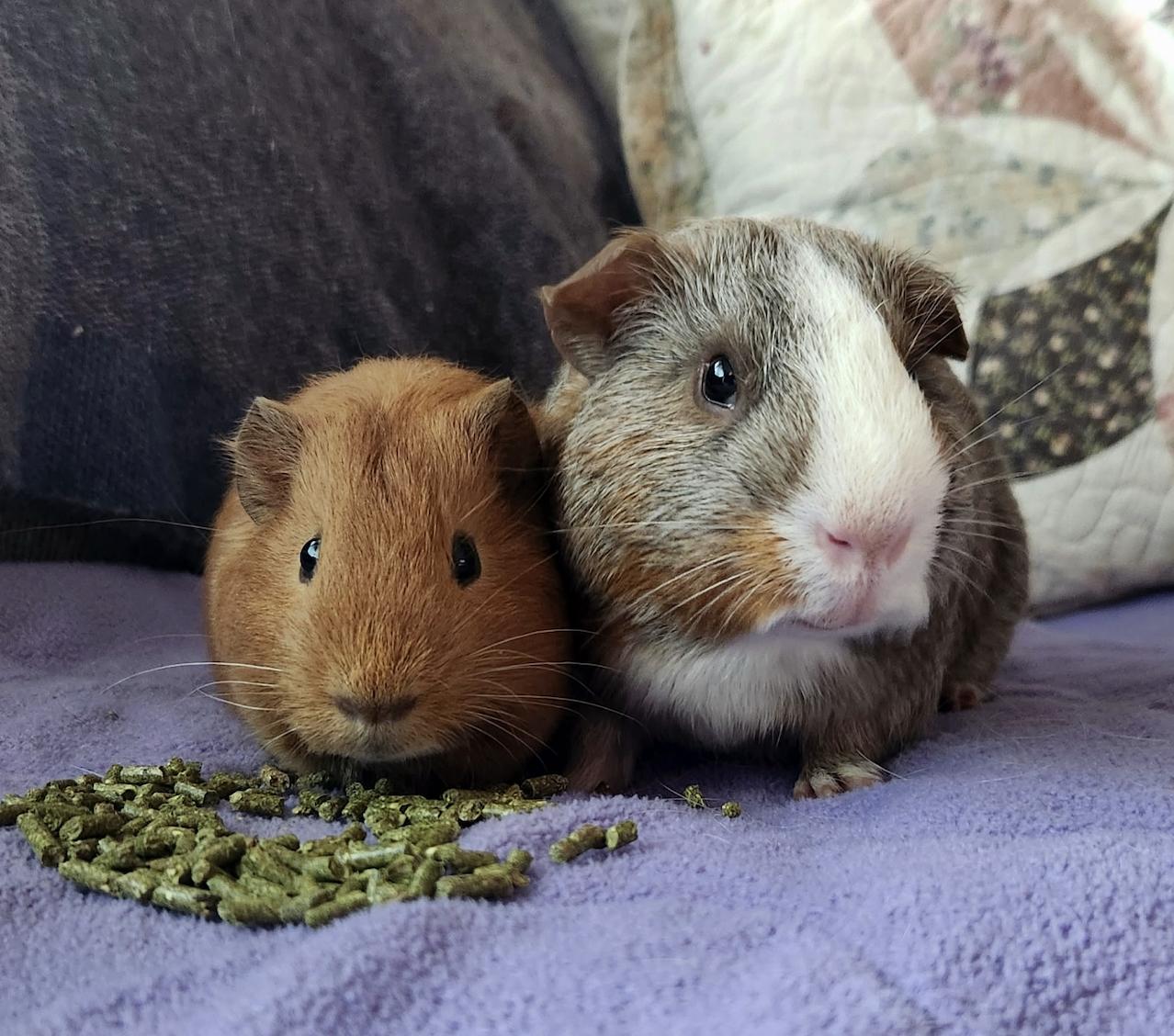Clifford & Norman BONDED, an adoptable Guinea Pig in Minneapolis, MN image 5/5