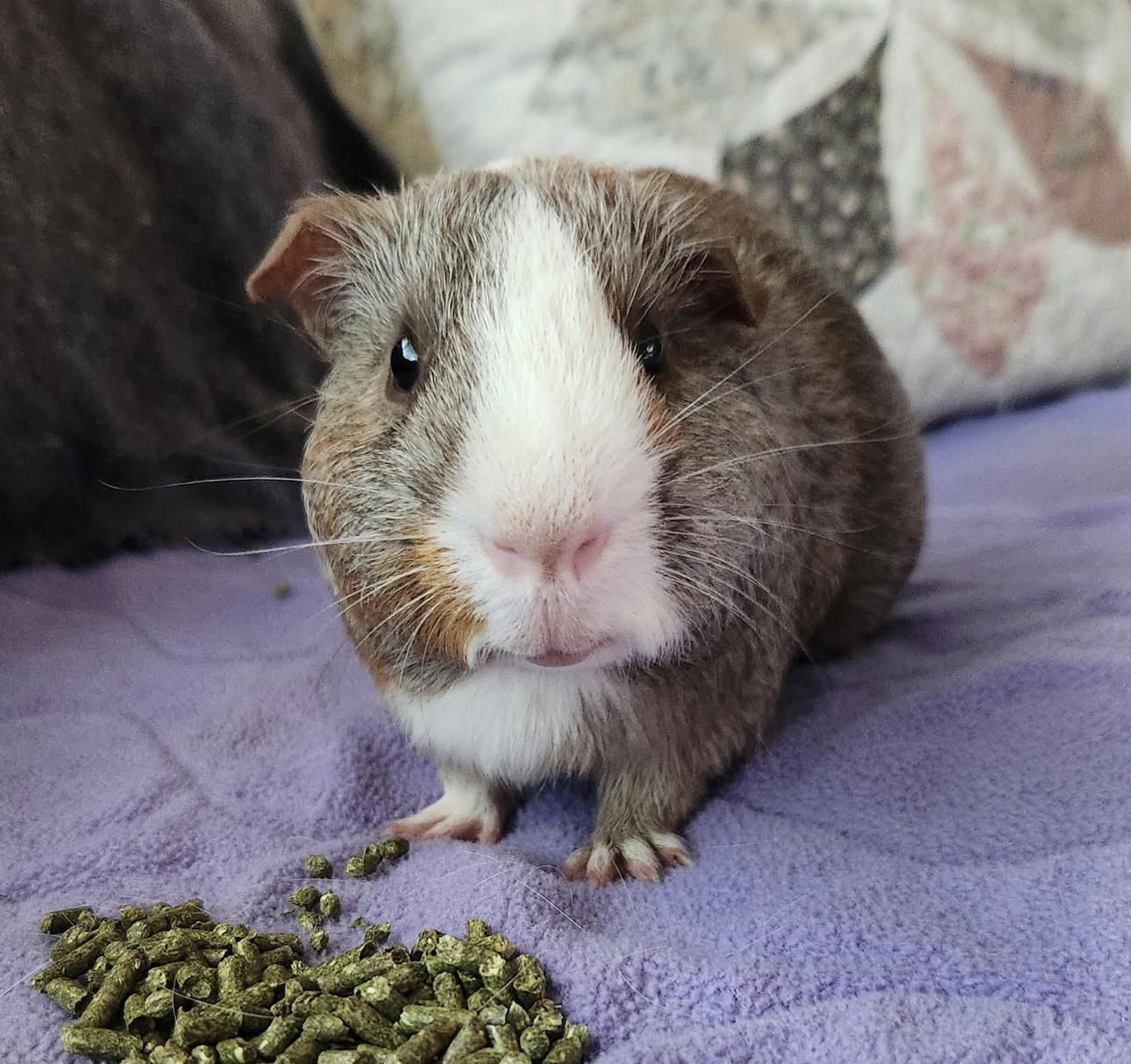 Clifford & Norman BONDED, an adoptable Guinea Pig in Minneapolis, MN image 3/5