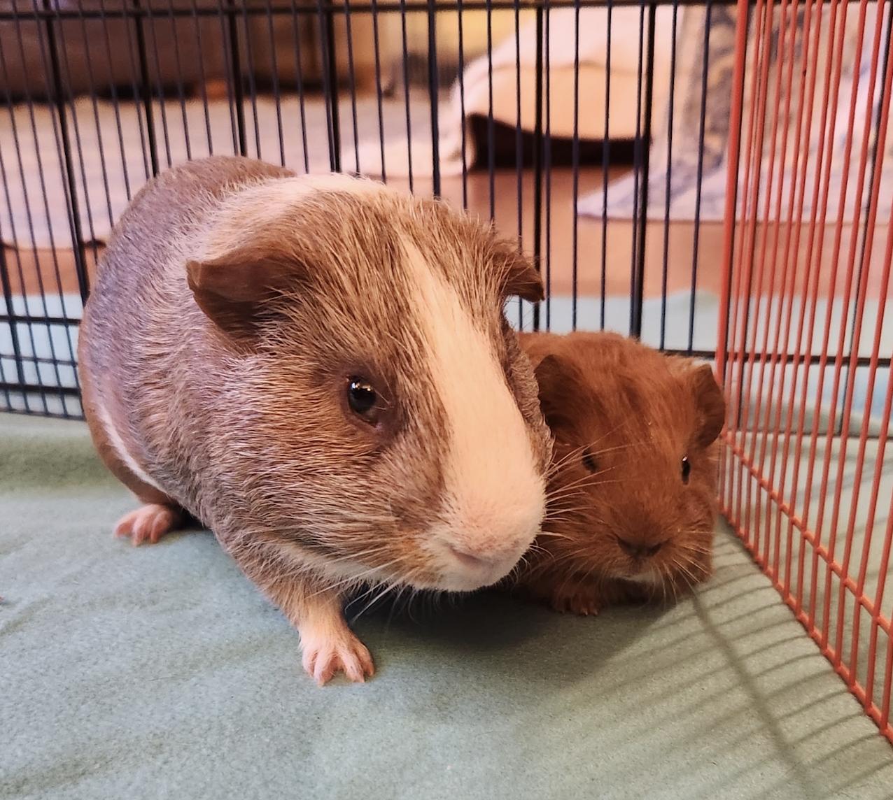 Enlarge Clifford & Norman BONDED, an adoptable Guinea Pig in Minneapolis, MN image 1/4