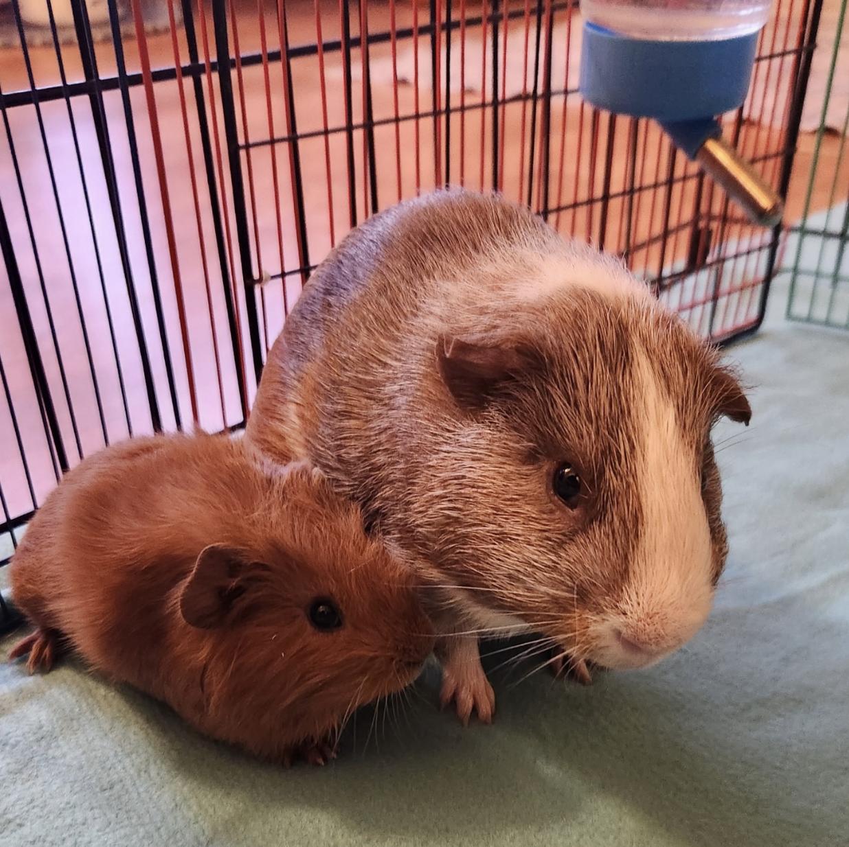 Enlarge Clifford & Norman BONDED, an adoptable Guinea Pig in Minneapolis, MN image 4/4