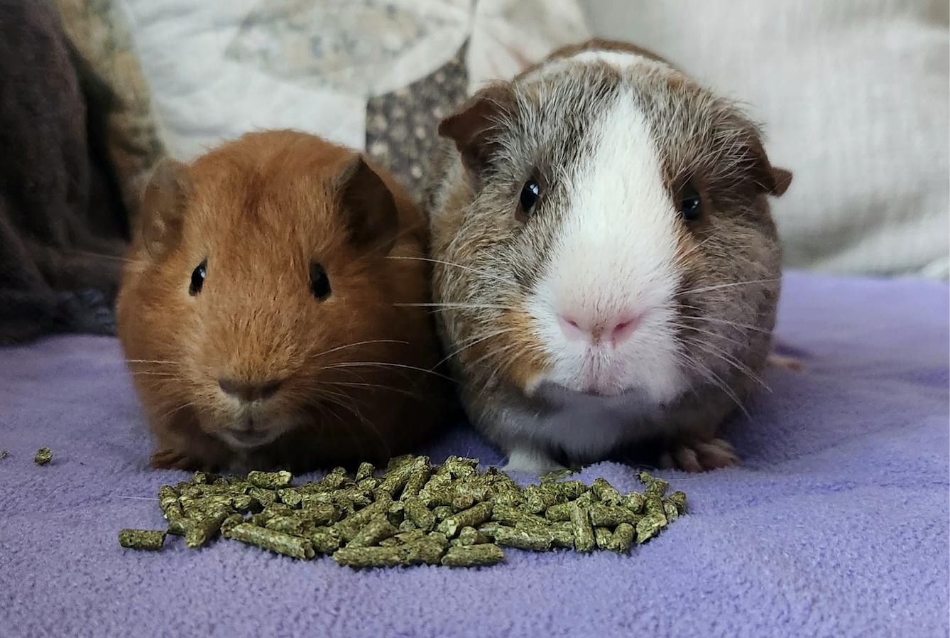 Clifford & Norman BONDED, an adoptable Guinea Pig in Minneapolis, MN image 4/5