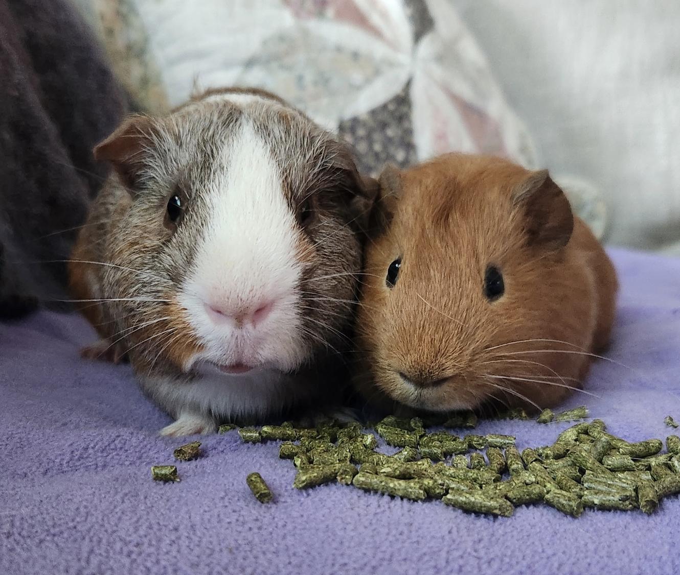 Clifford & Norman BONDED, an adoptable Guinea Pig in Minneapolis, MN image 1/5