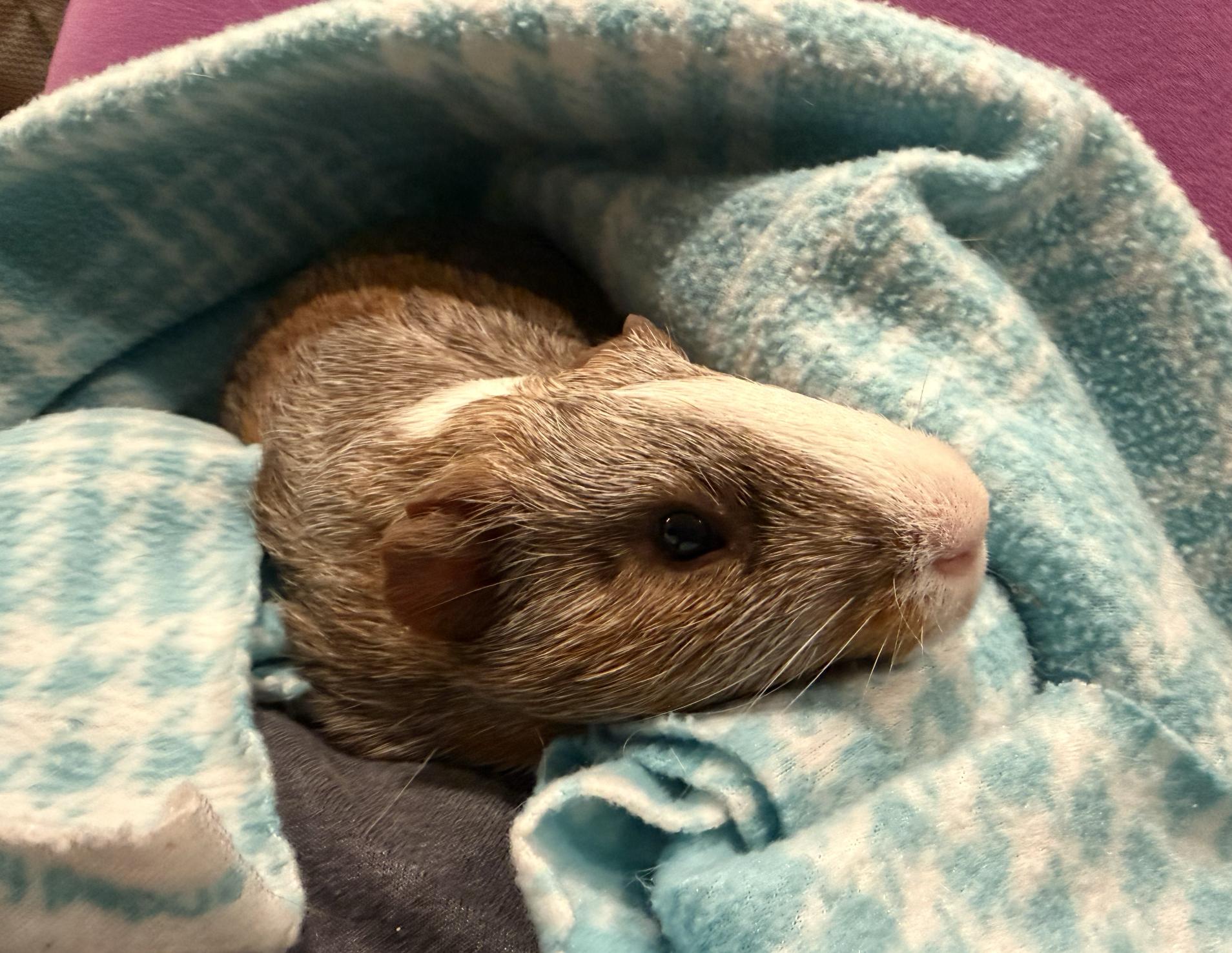Enlarge Clifford & Norman BONDED, an adoptable Guinea Pig in Minneapolis, MN image 2/4