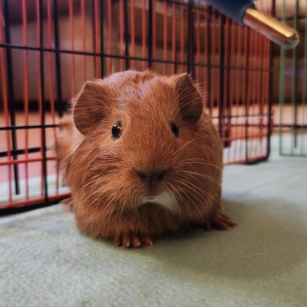 Enlarge Clifford & Norman BONDED, an adoptable Guinea Pig in Minneapolis, MN image 3/4