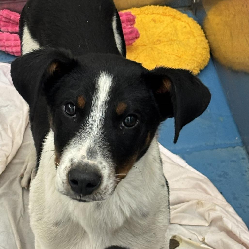 Enlarge Yakko, a Adoptable Australian Shepherd in Pagosa Springs, CO image 1/1