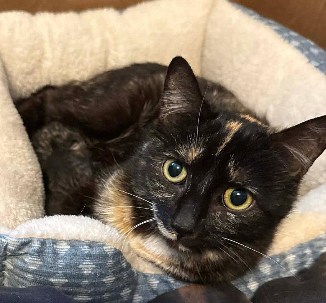 *Natasha, Adoptable, Adult Female Domestic Short Hair.
