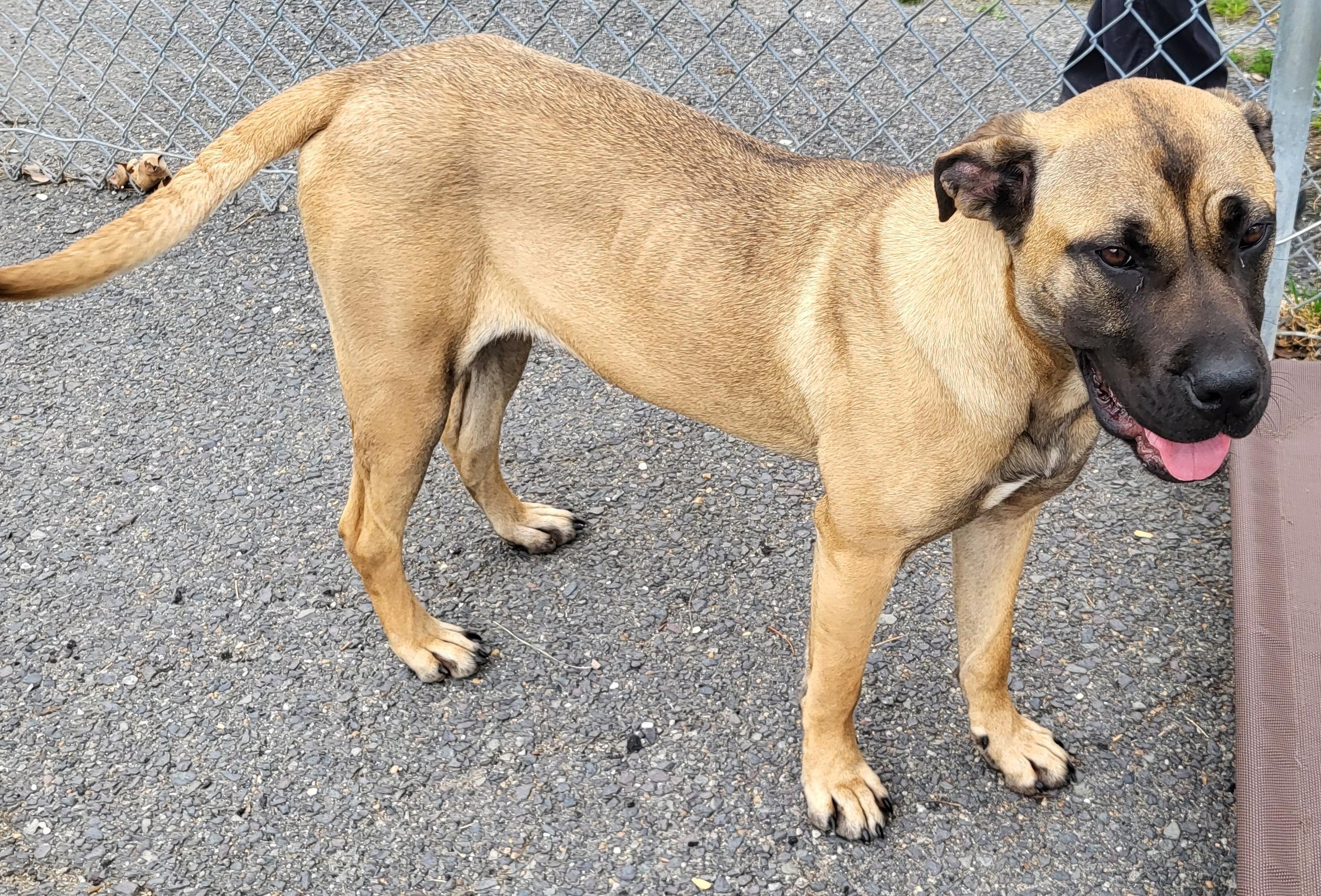 Enlarge DAISY, an adoptable mixed breed in Tappahannock, VA image 2/2