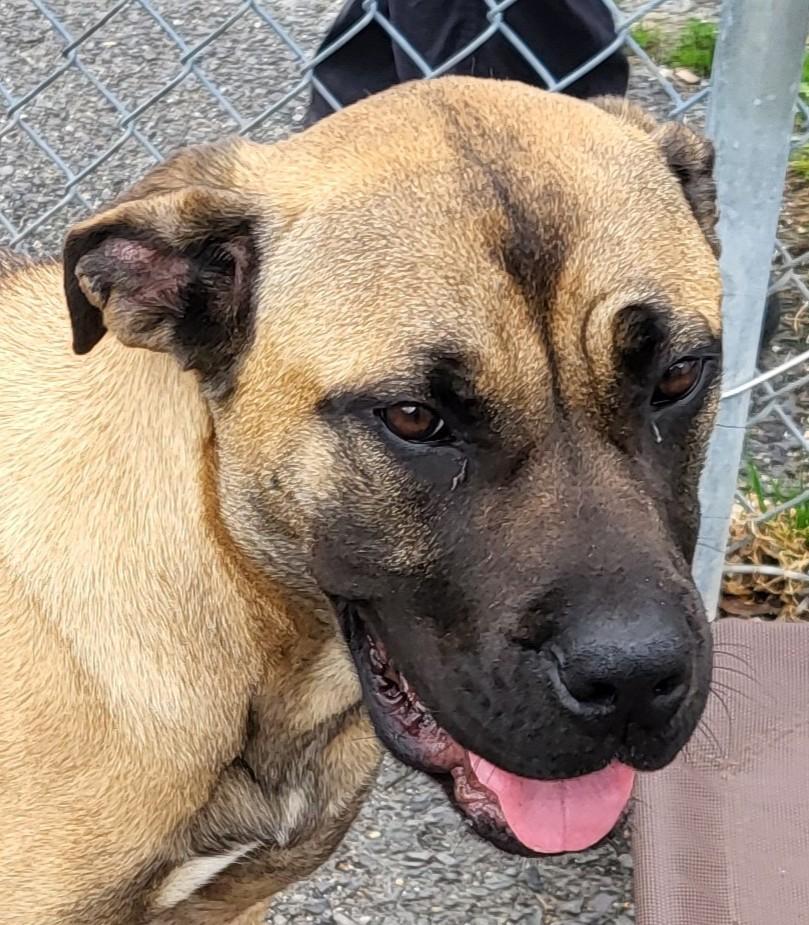 DAISY, adoptable, Adult Female Mastiff.