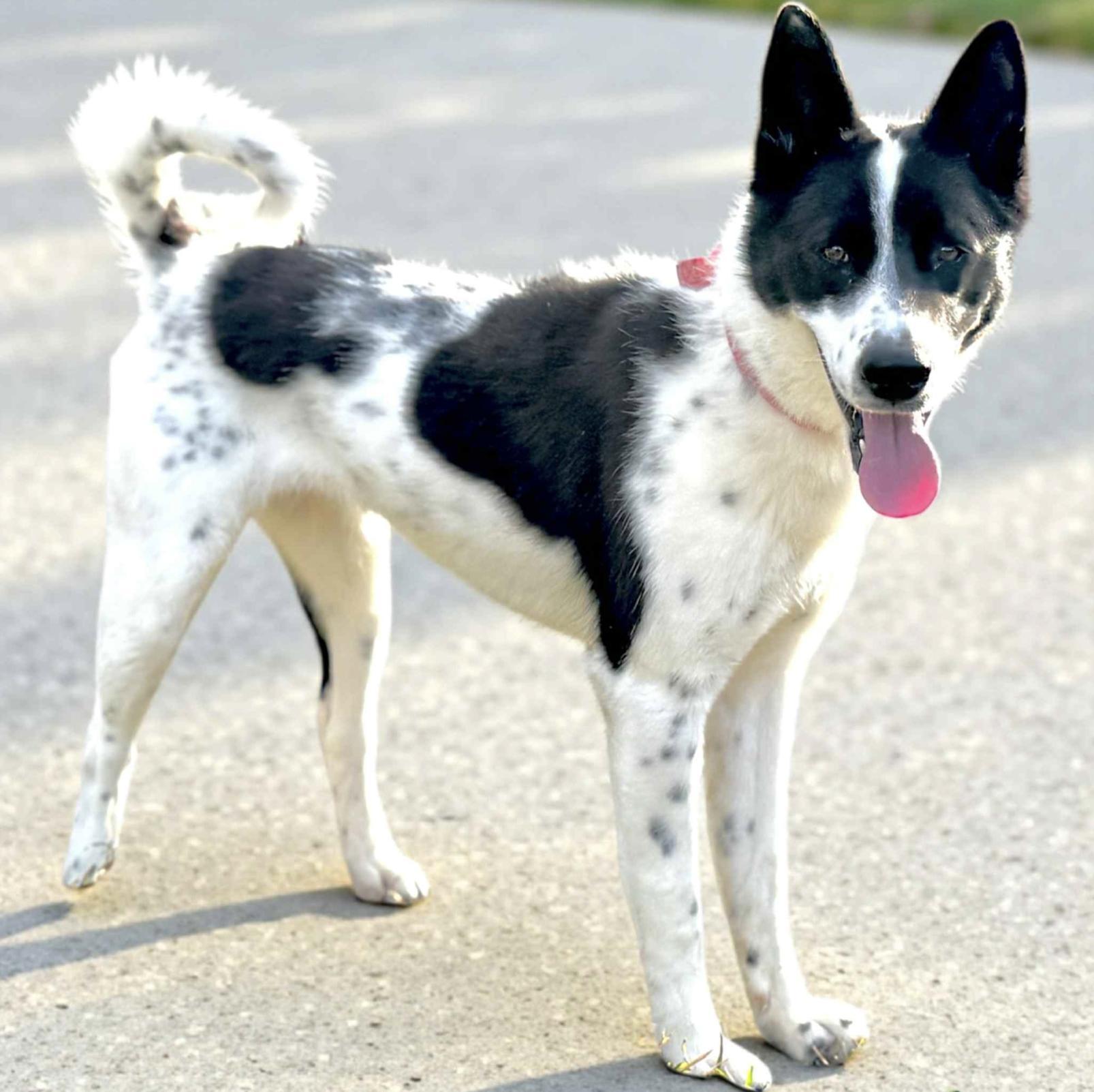 Enlarge Trixie, a Adoptable Australian Cattle Dog / Blue Heeler in Rossford, OH image 2/5