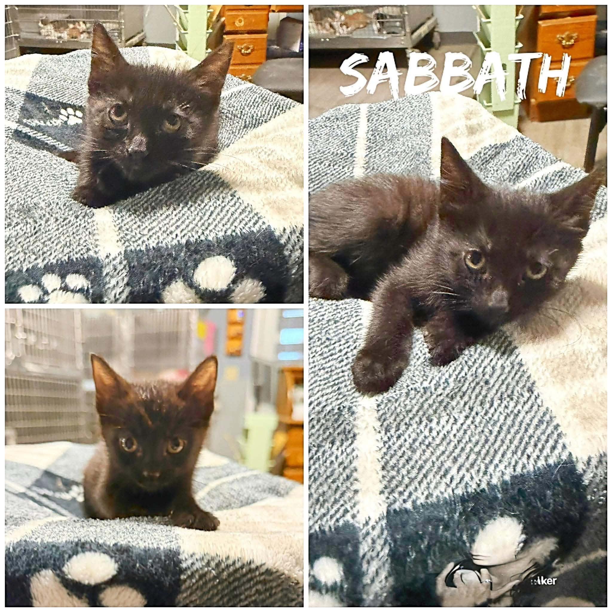 Sabbath, ADOPTABLE, Kitten Female Domestic Short Hair.