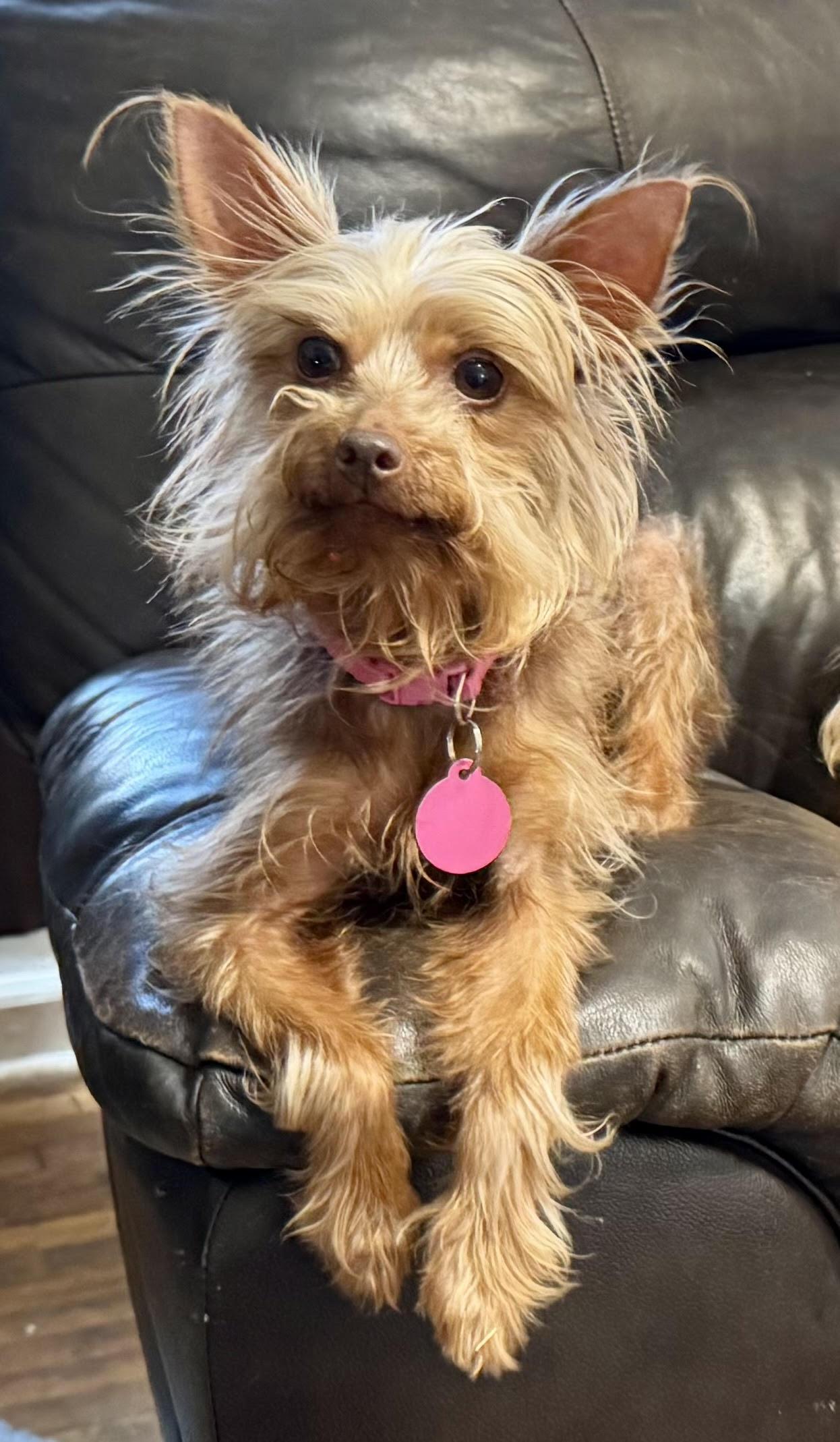 Enlarge Roxy, an adopted Yorkshire Terrier in Maiden, NC image 4/6