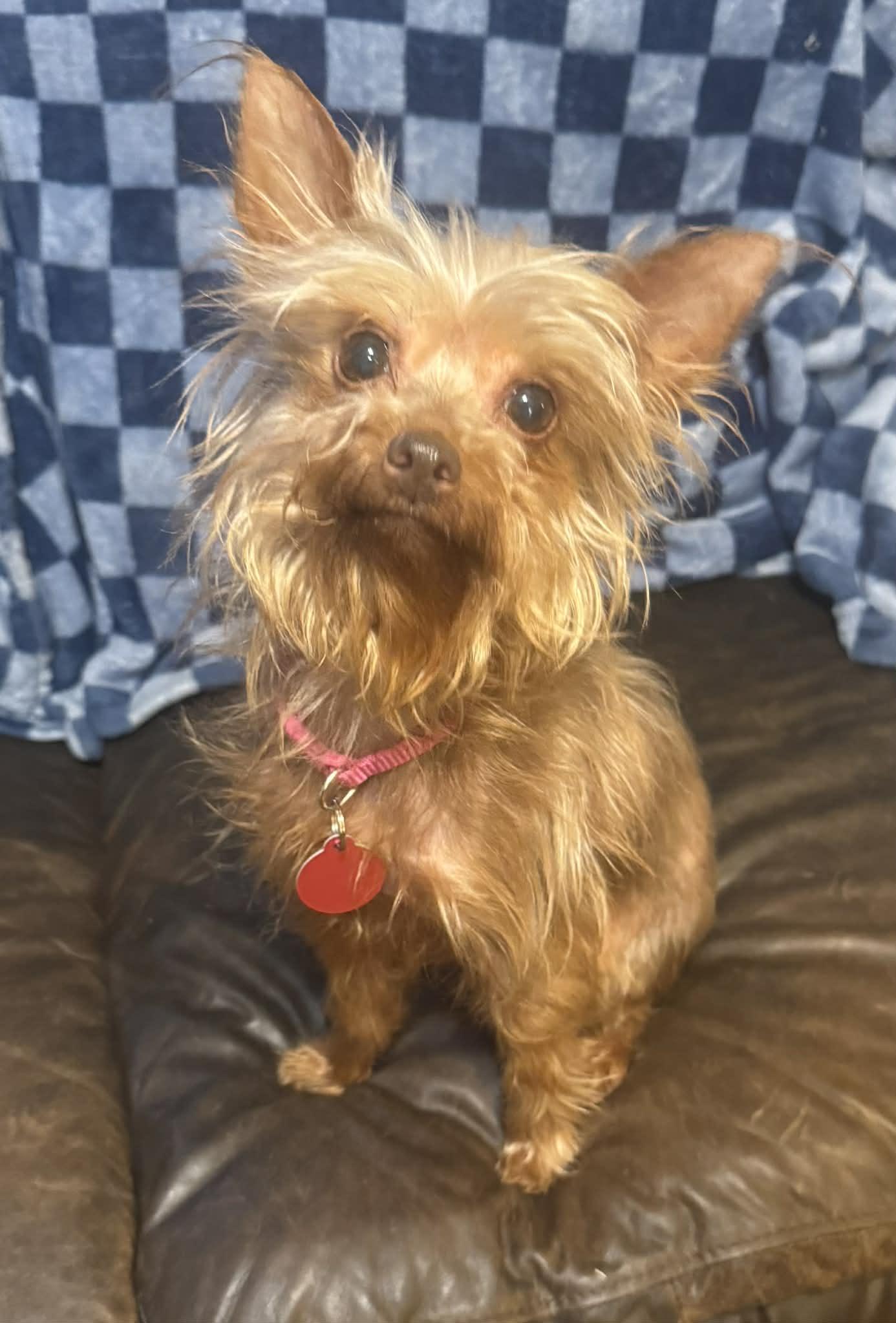 Enlarge Roxy, an adopted Yorkshire Terrier in Maiden, NC image 5/6