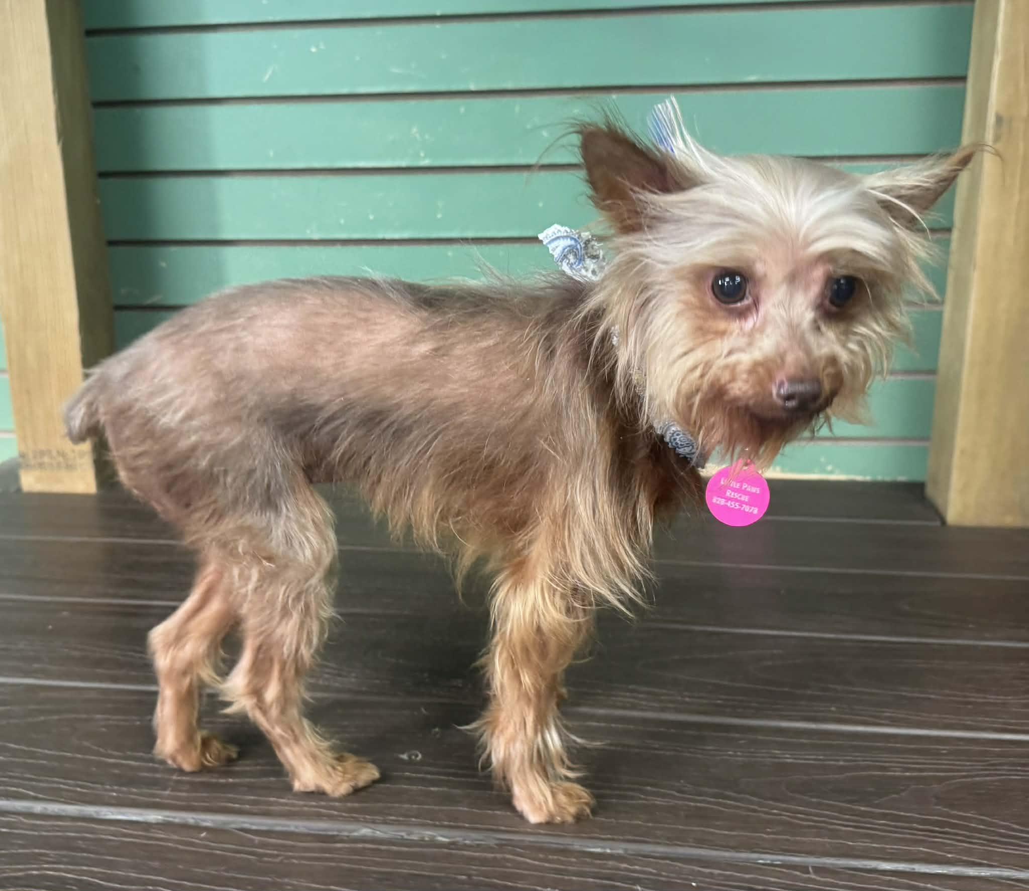 Enlarge Roxy, an adopted Yorkshire Terrier in Maiden, NC image 2/6