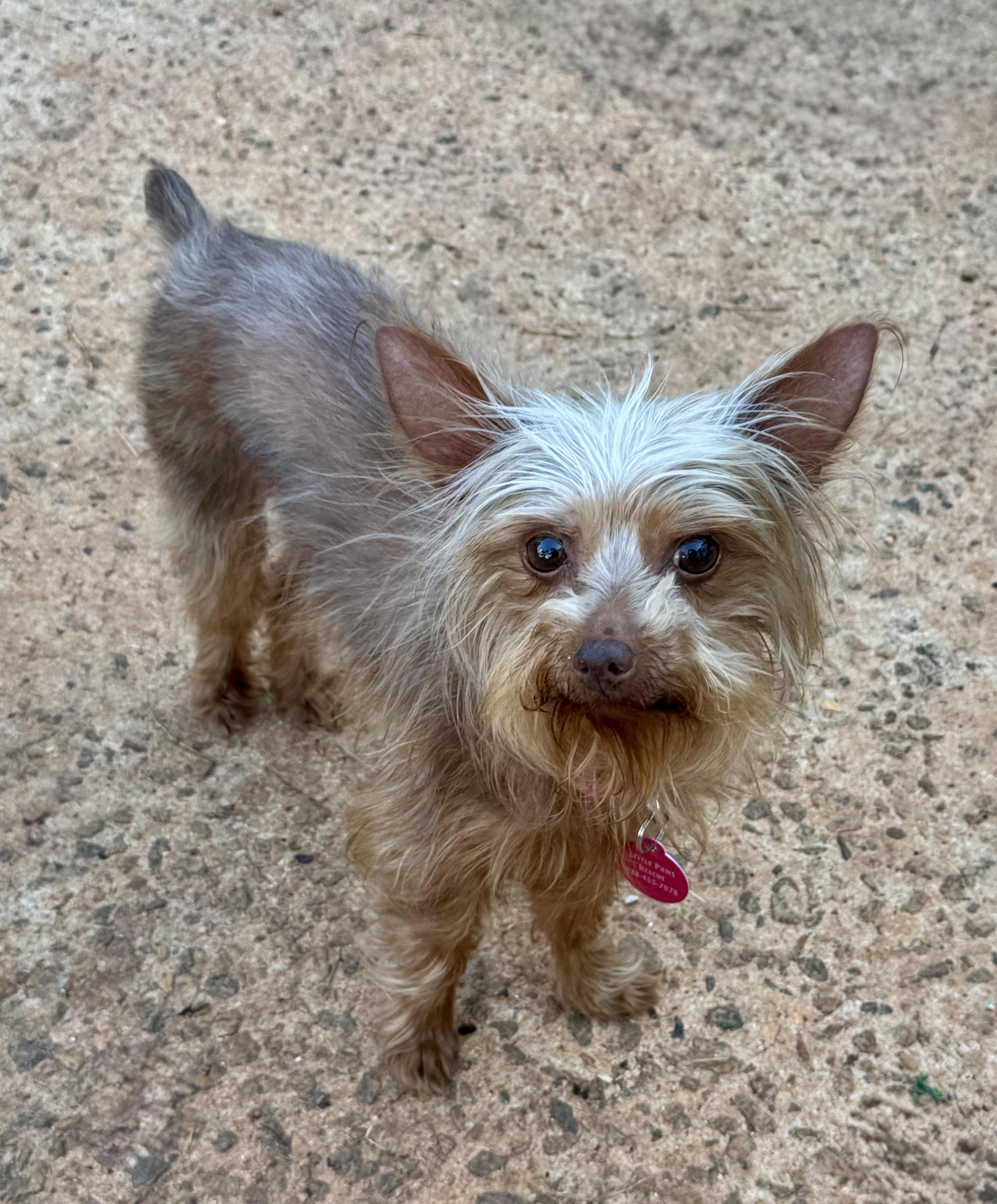 Enlarge Roxy, an adopted Yorkshire Terrier in Maiden, NC image 3/6