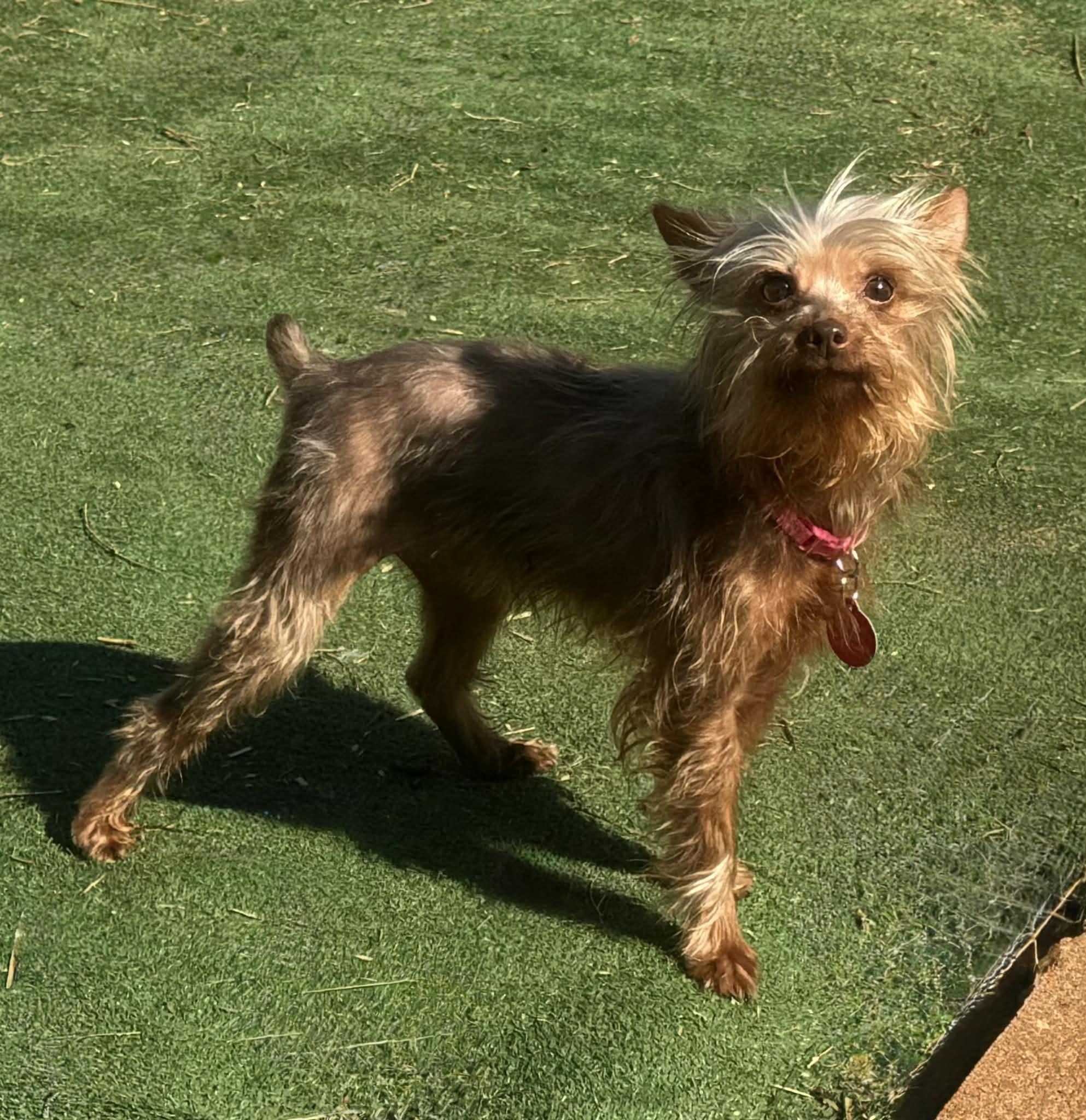 Enlarge Roxy, an adopted Yorkshire Terrier in Maiden, NC image 6/6