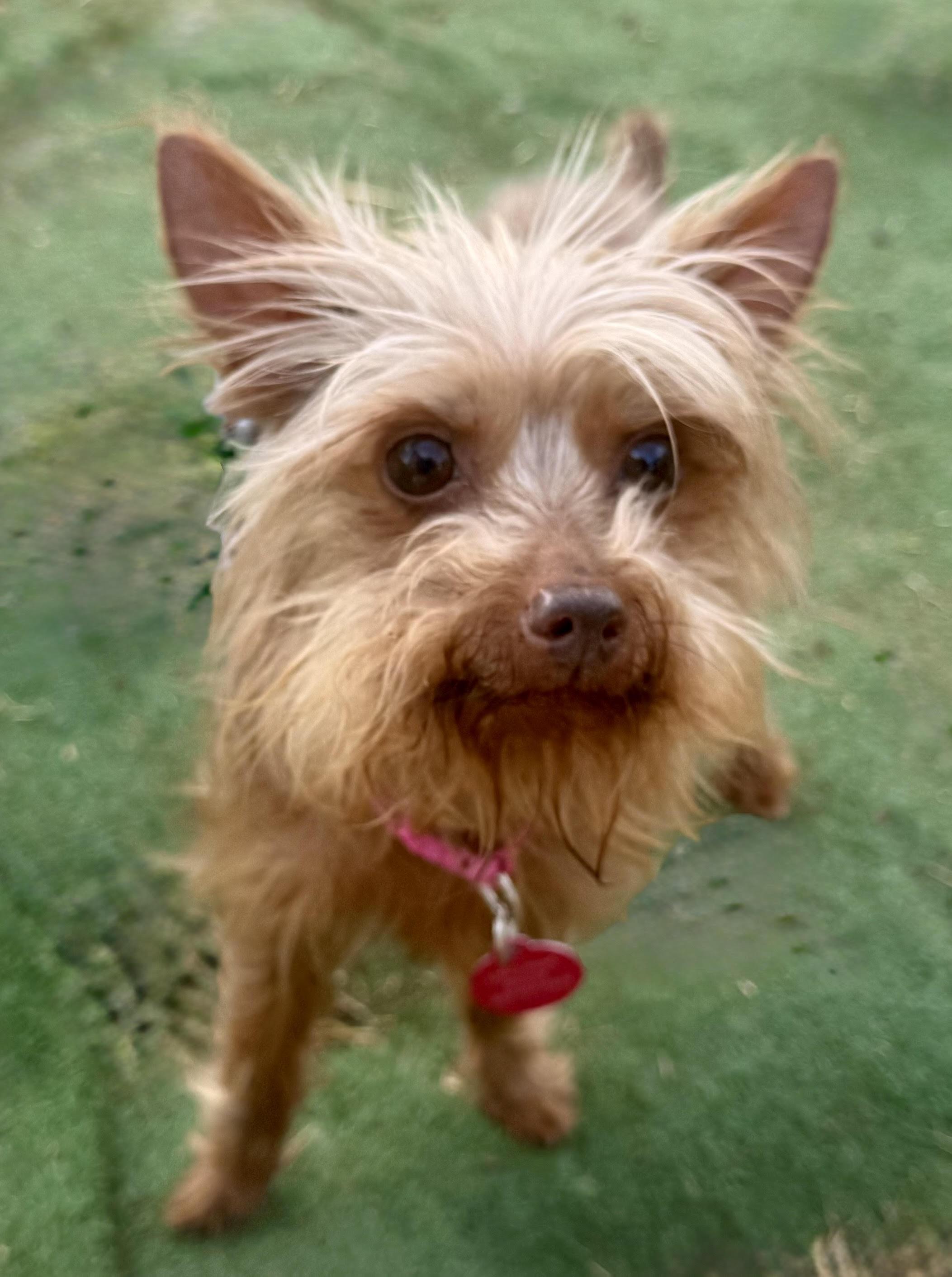Roxy, adopted, Young Female Yorkshire Terrier.