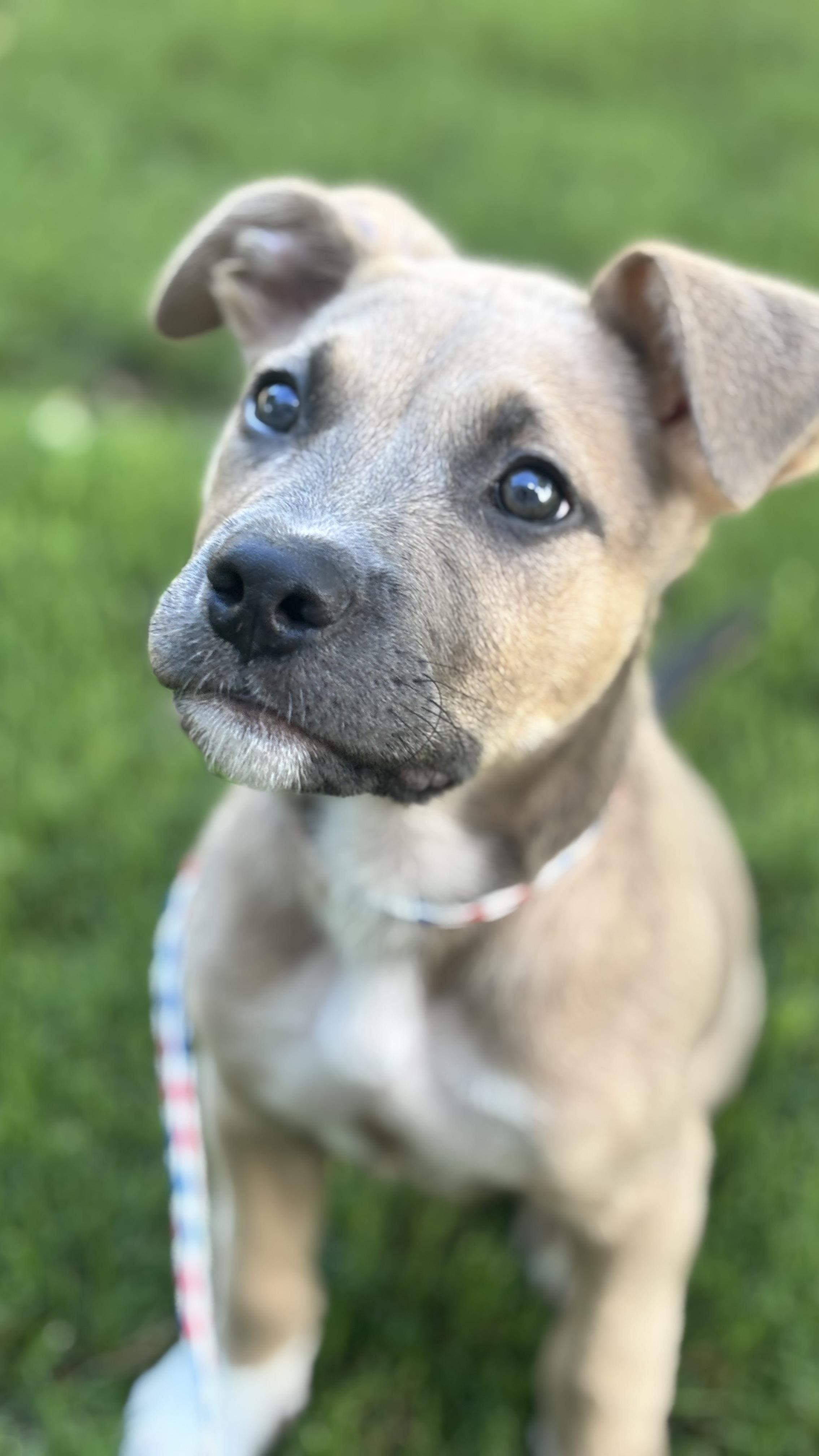 Rusty, an adopted mixed breed in Plano, TX image 4/5