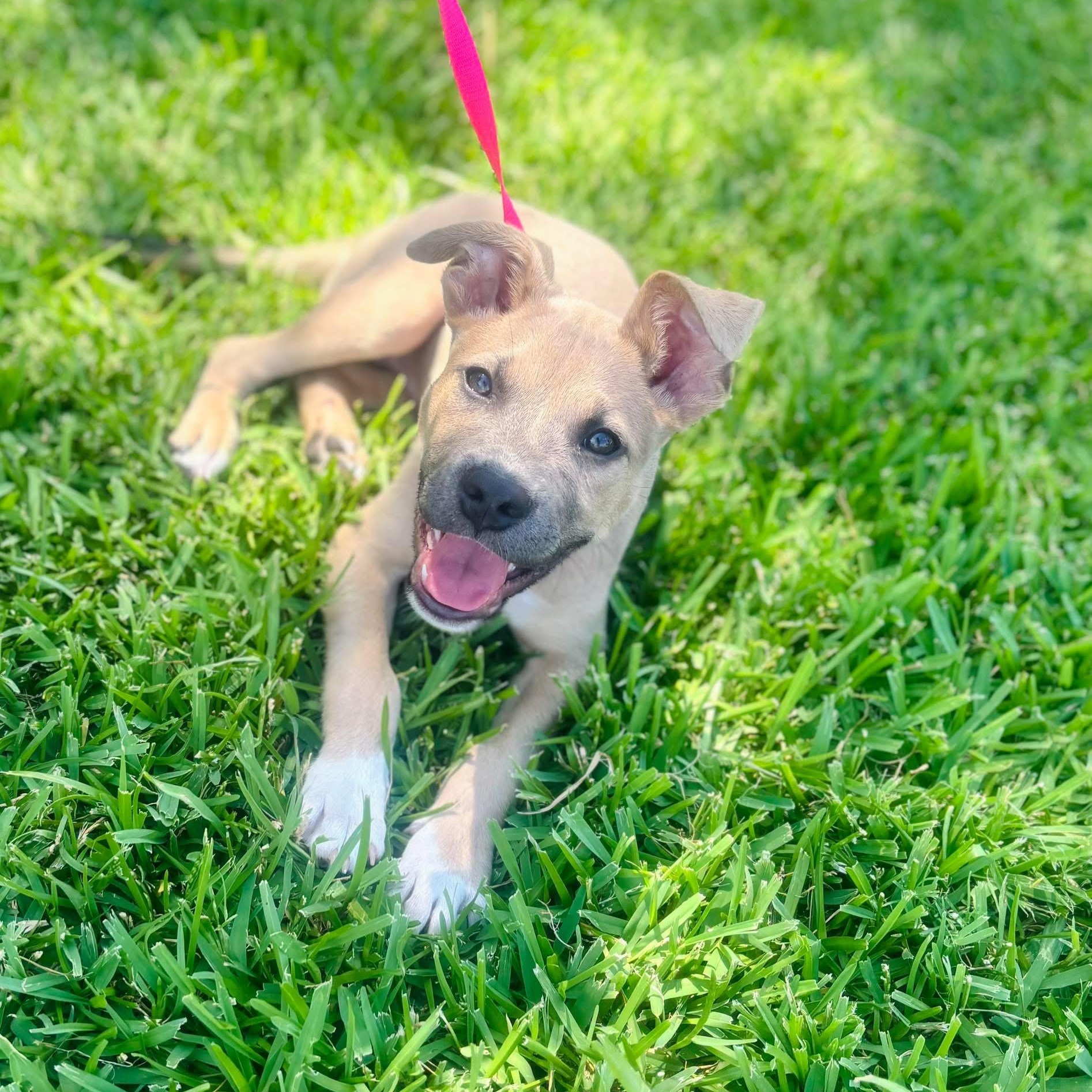 Rusty, an adopted mixed breed in Plano, TX image 2/5
